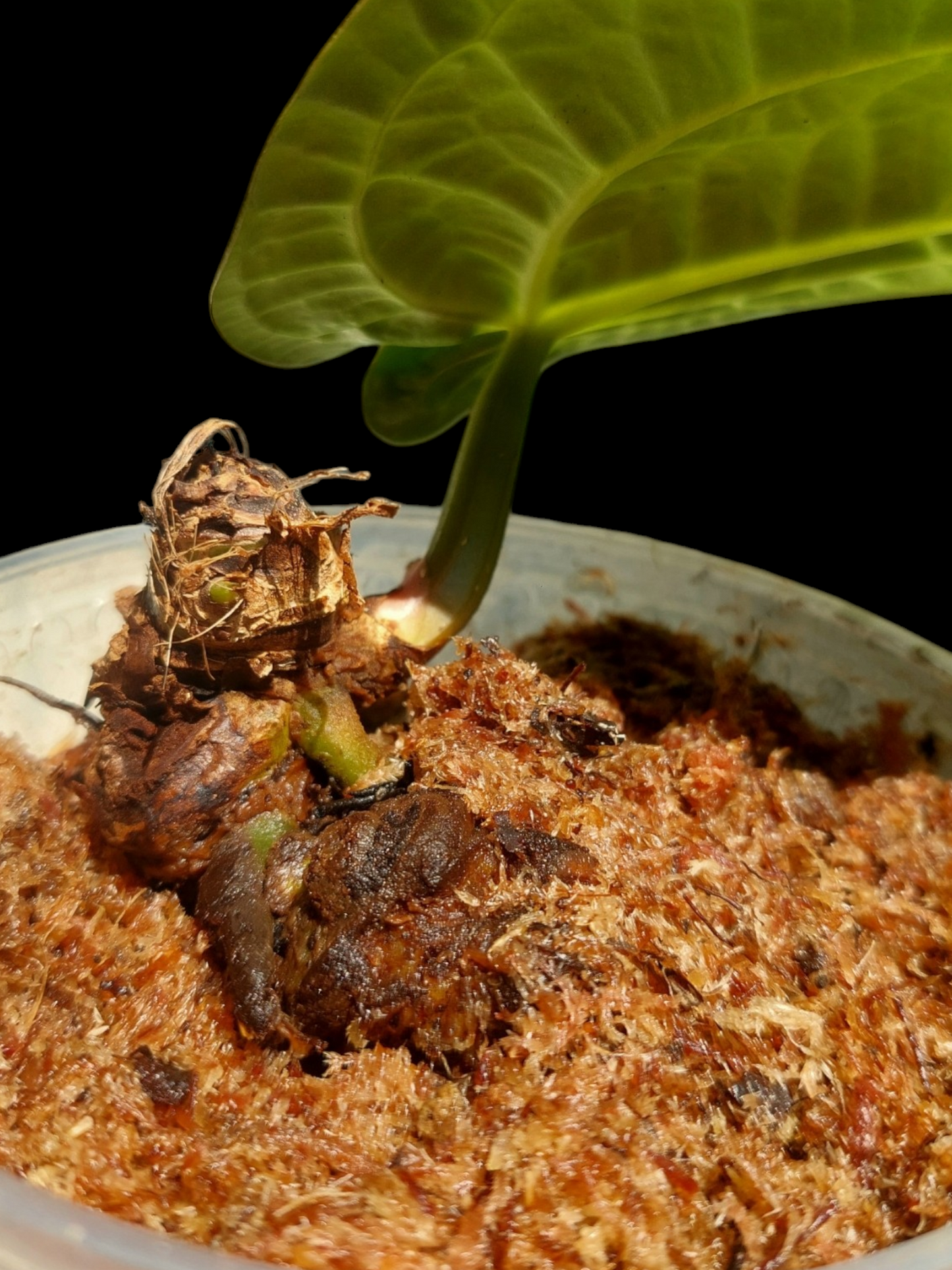 Anthurium Carlablackiae Wild Ecotype (EXACT PLANT)