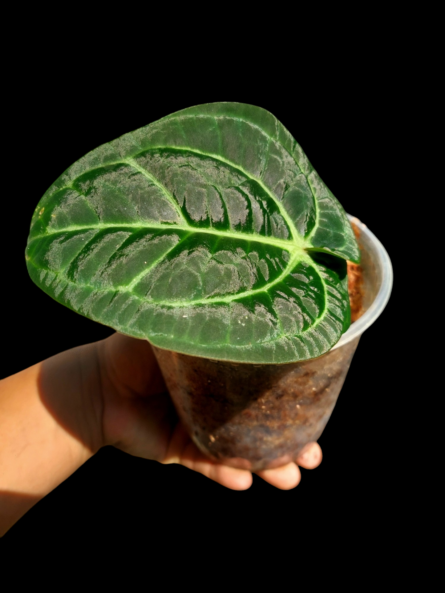 Anthurium Carlablackiae Wild Ecotype (EXACT PLANT)