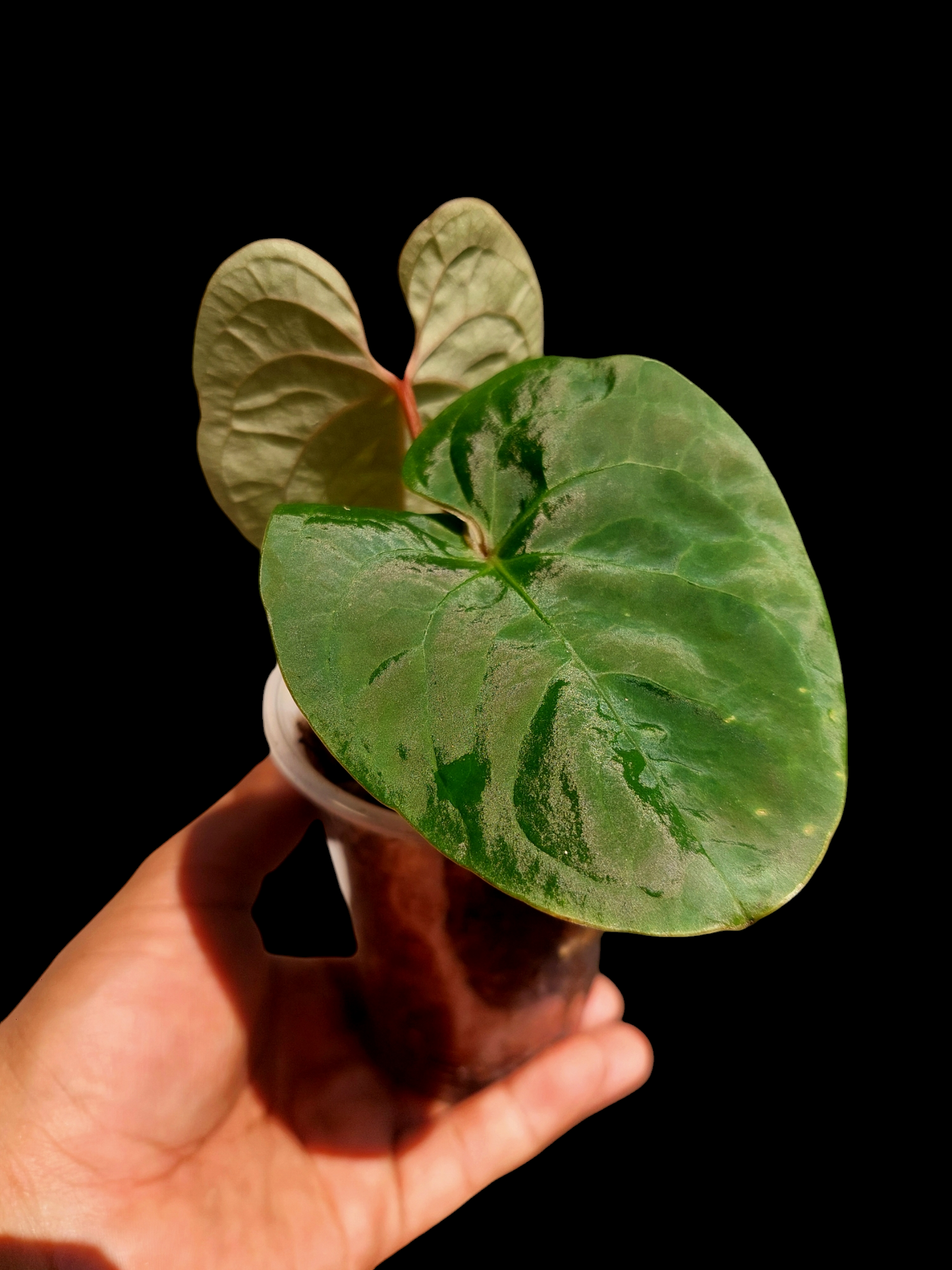 Anthurium Carpichense Small Size 2 Leaves(EXACT PLANT)