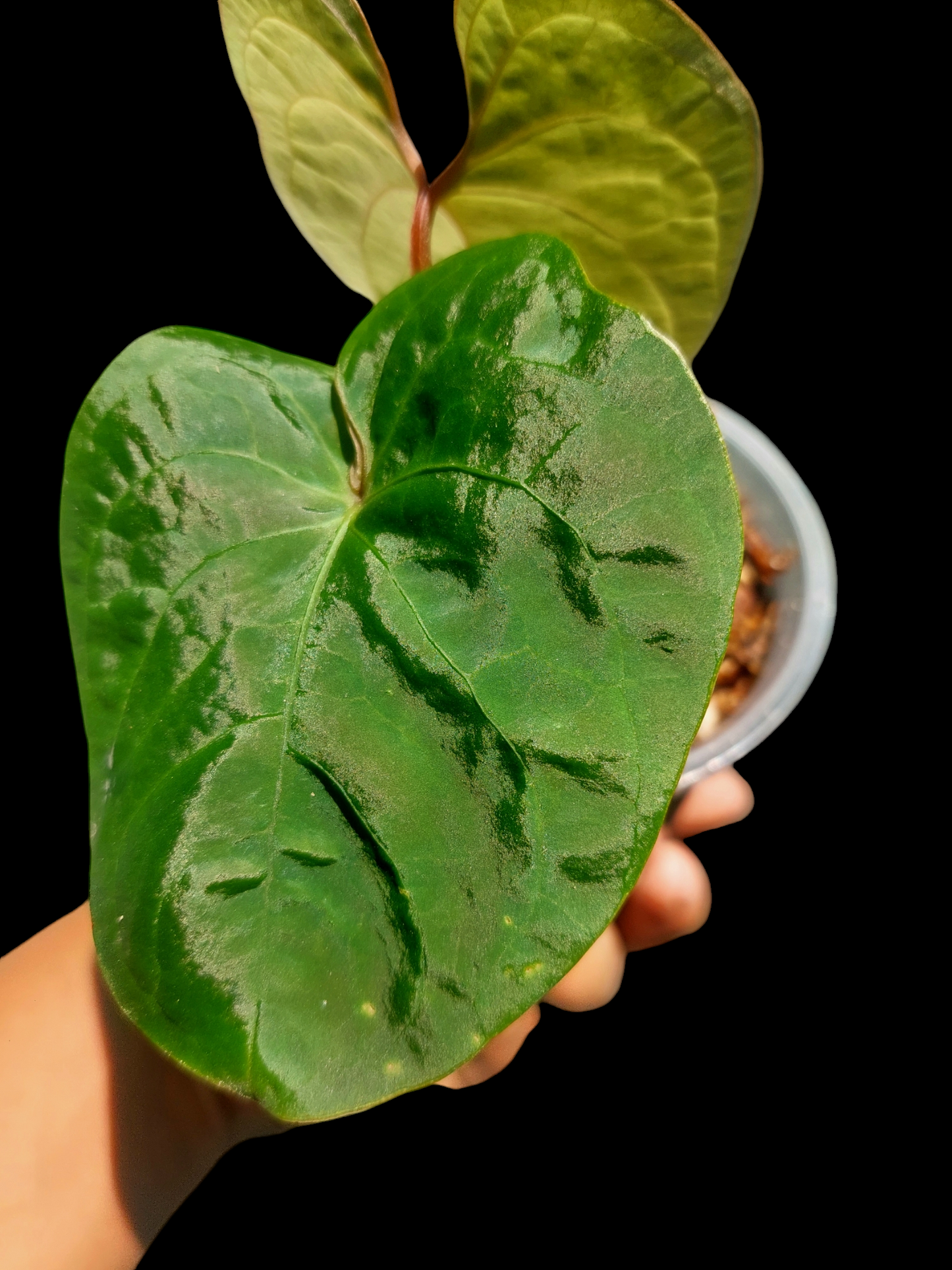 Anthurium Carpichense Small Size 2 Leaves(EXACT PLANT)