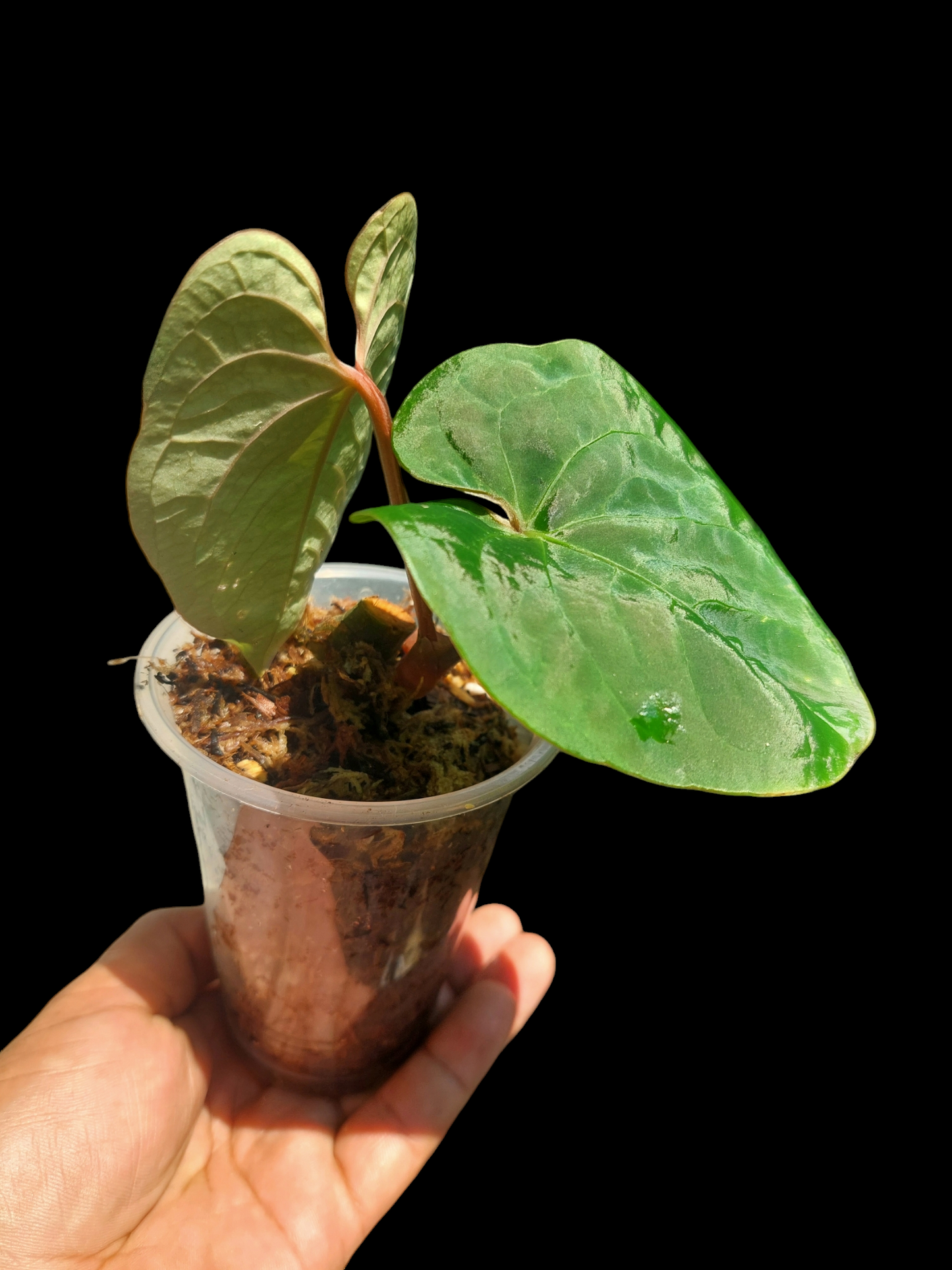 Anthurium Carpichense Small Size 2 Leaves(EXACT PLANT)