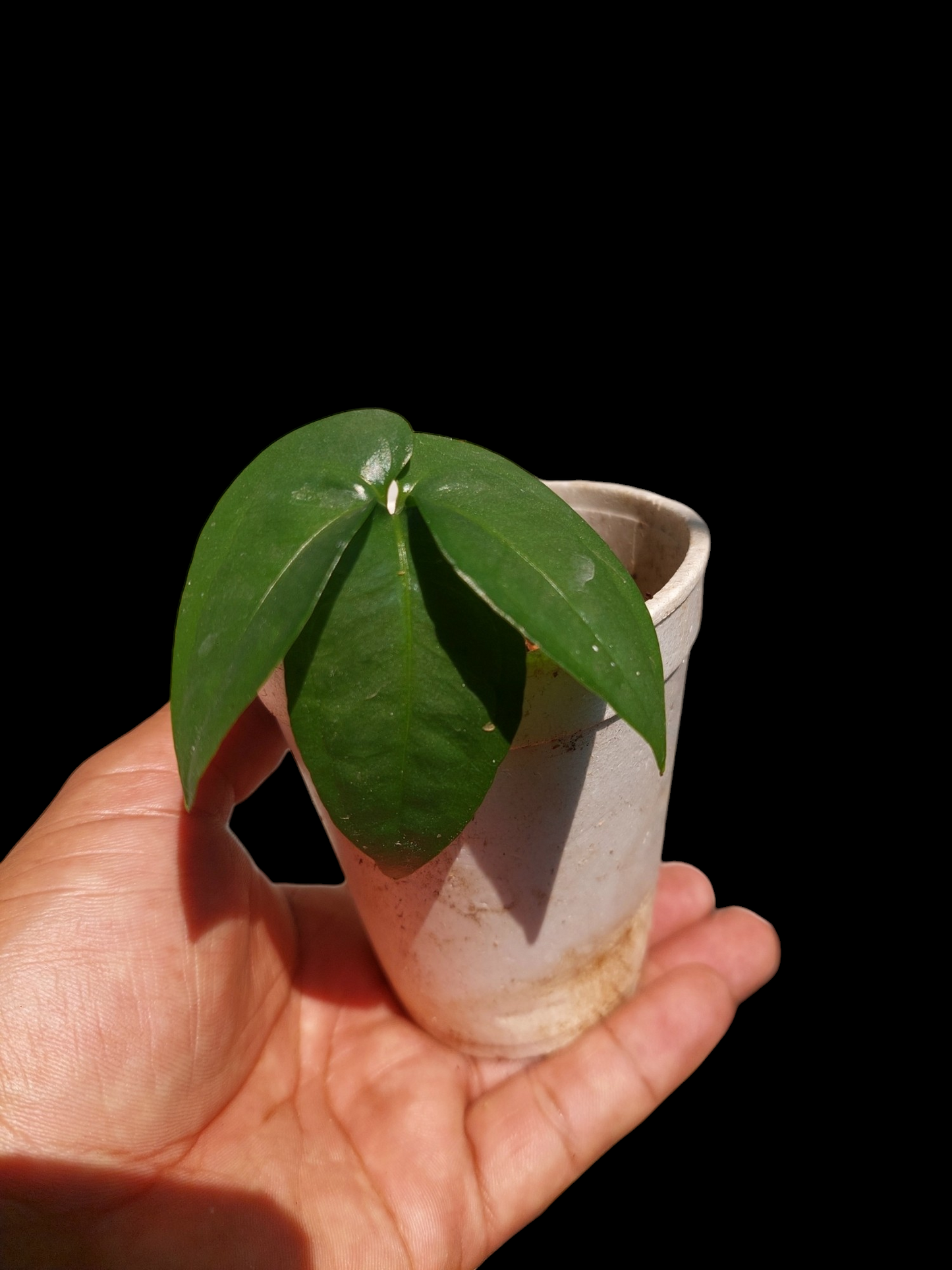 Anthurium sp. "Trifolium" Small Size (EXACT PLANT)