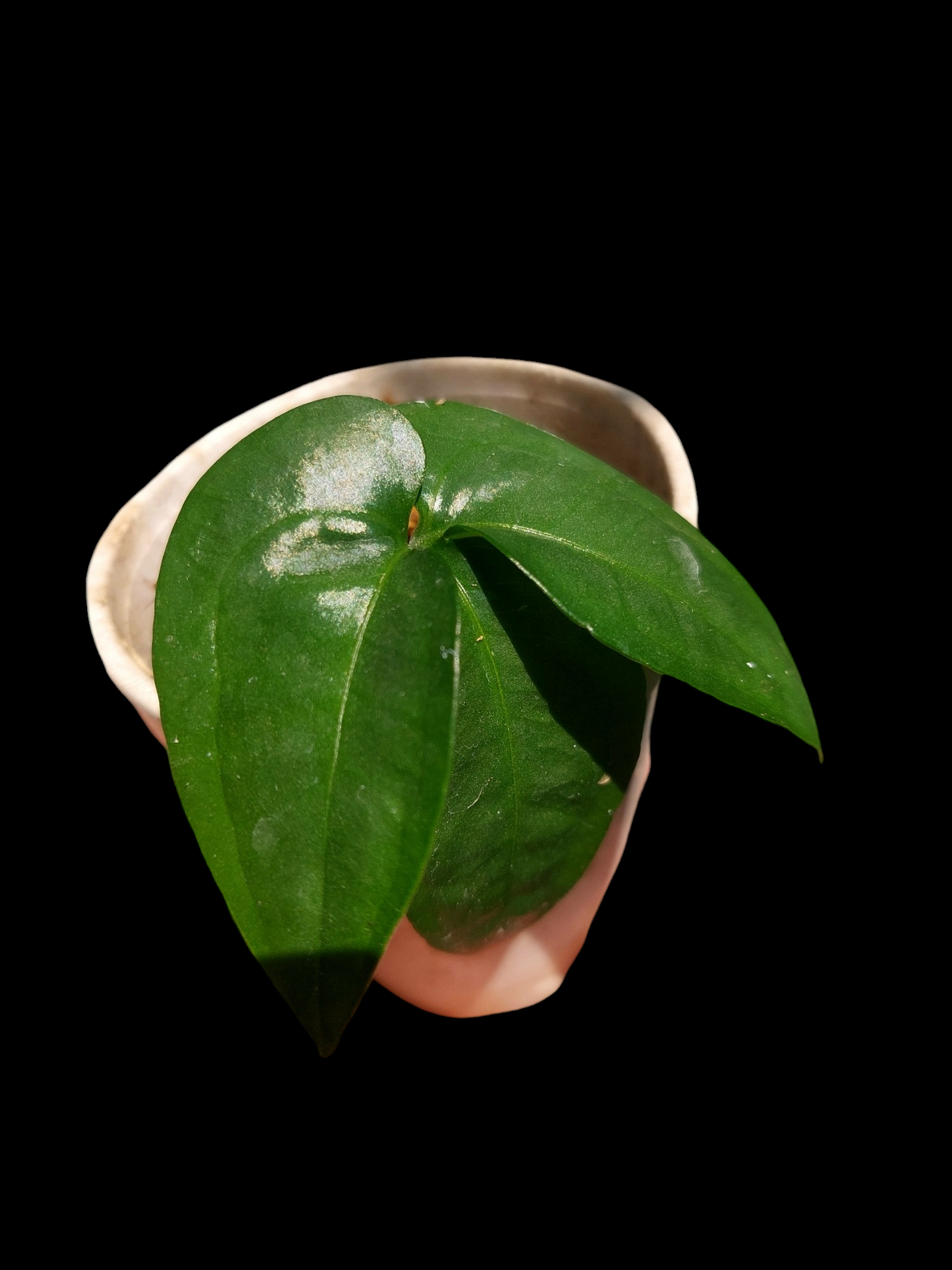 Anthurium sp. "Trifolium" Small Size (EXACT PLANT)