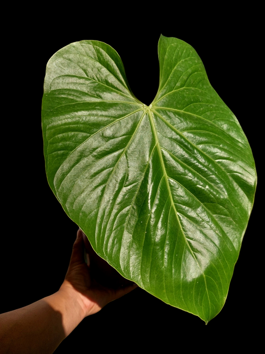 Anthurium sp. "Cerro Escalera" BIG PLANT (EXACT PLANT)