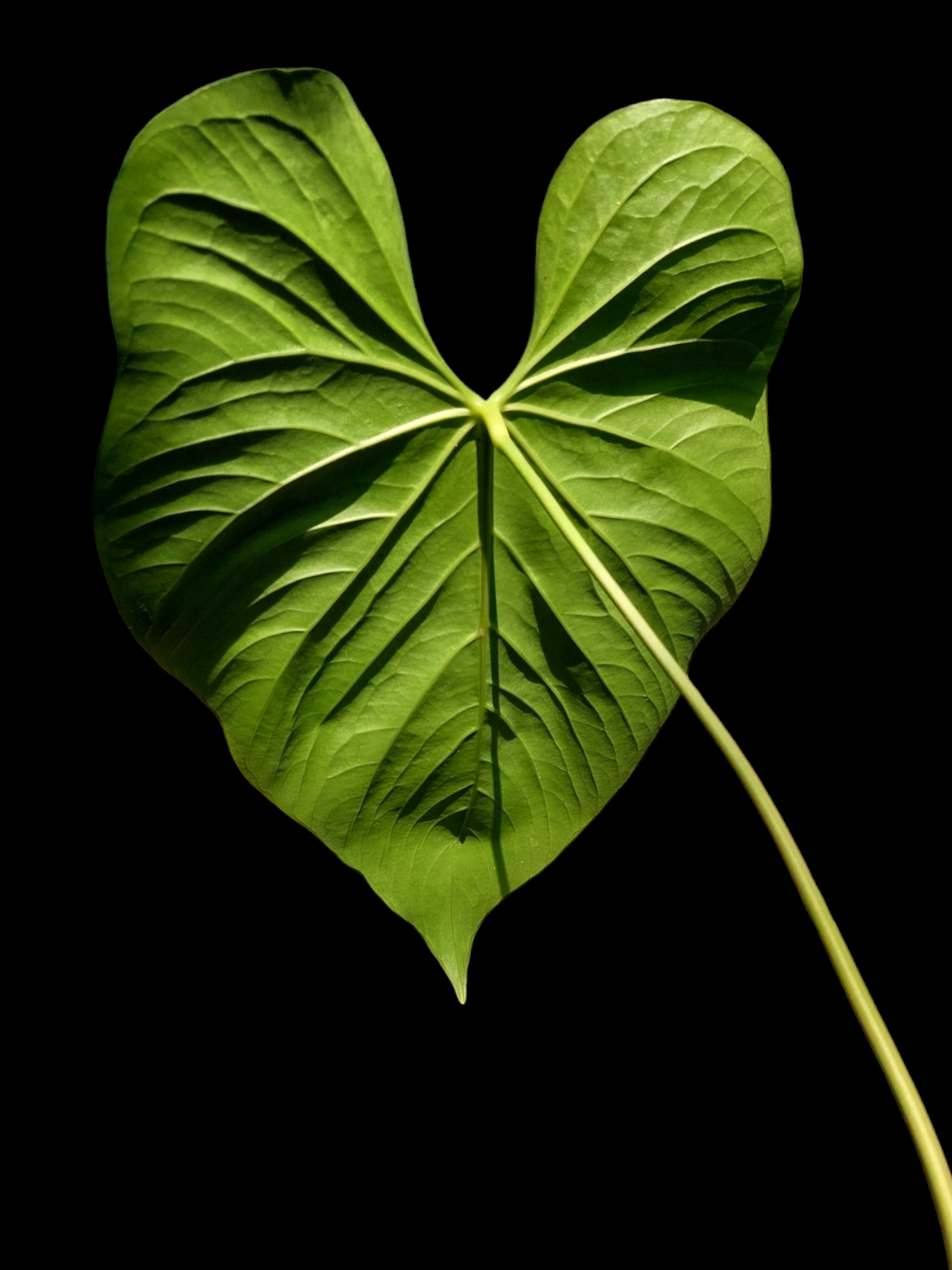 Anthurium sp. "Cerro Escalera" BIG PLANT (EXACT PLANT)