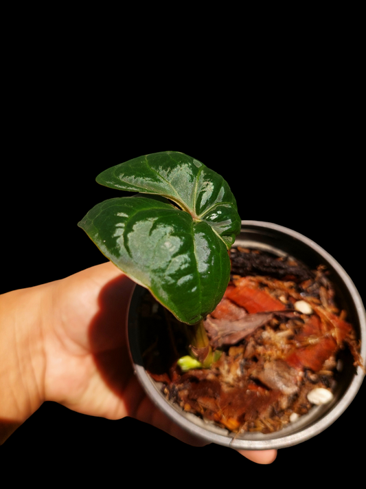 Anthurium sp. 'Huanuco Dark Velvet' XSmall Size (EXACT PLANT)