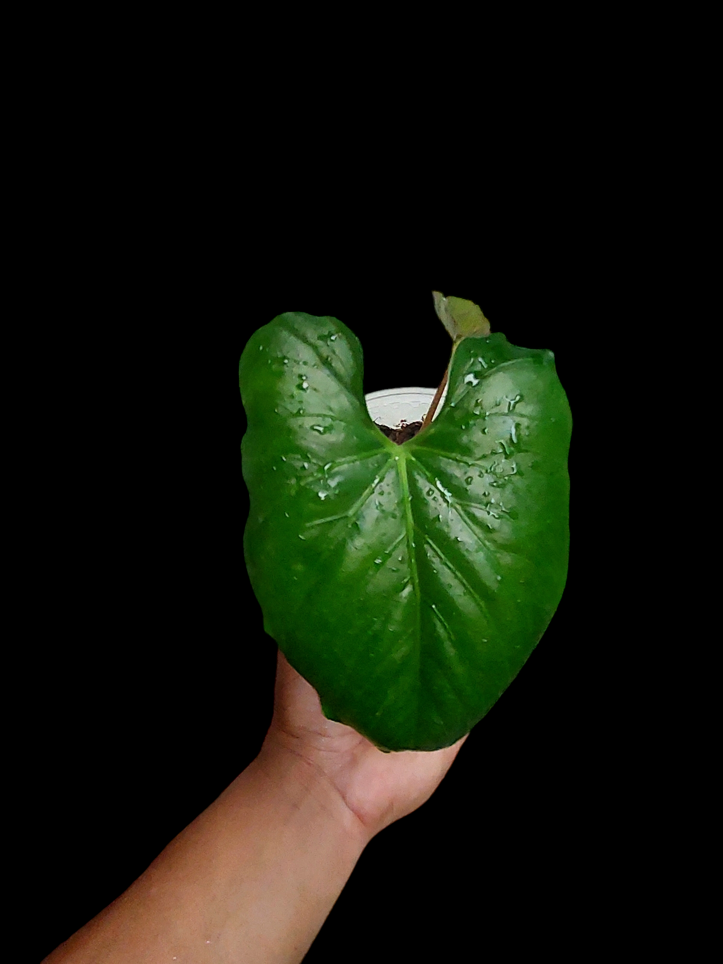 Anthurium sp. "Cerro Escalera" Small Size 2 Leaves (EXACT PLANT)