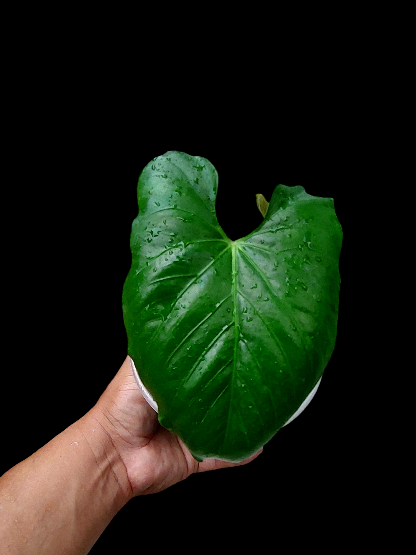 Anthurium sp. "Cerro Escalera" Small Size 2 Leaves (EXACT PLANT)