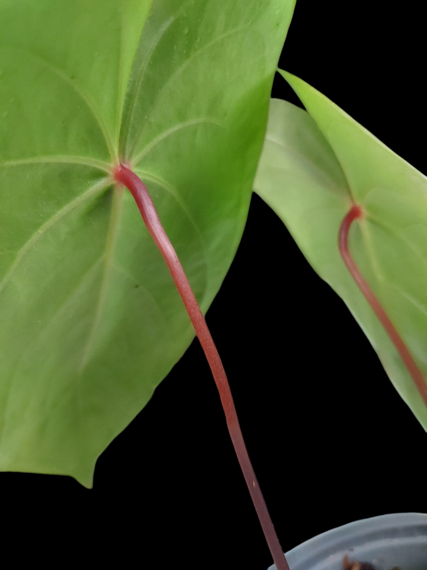 Anthurium sp. 'Amazon Red Petiole' Medium Size 2 Leaves (EXACT PLANT)