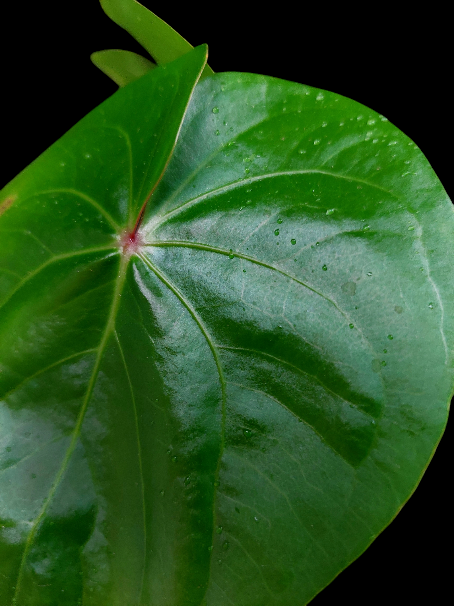 Anthurium sp. 'Amazon Red Petiole' Medium Size 2 Leaves (EXACT PLANT)