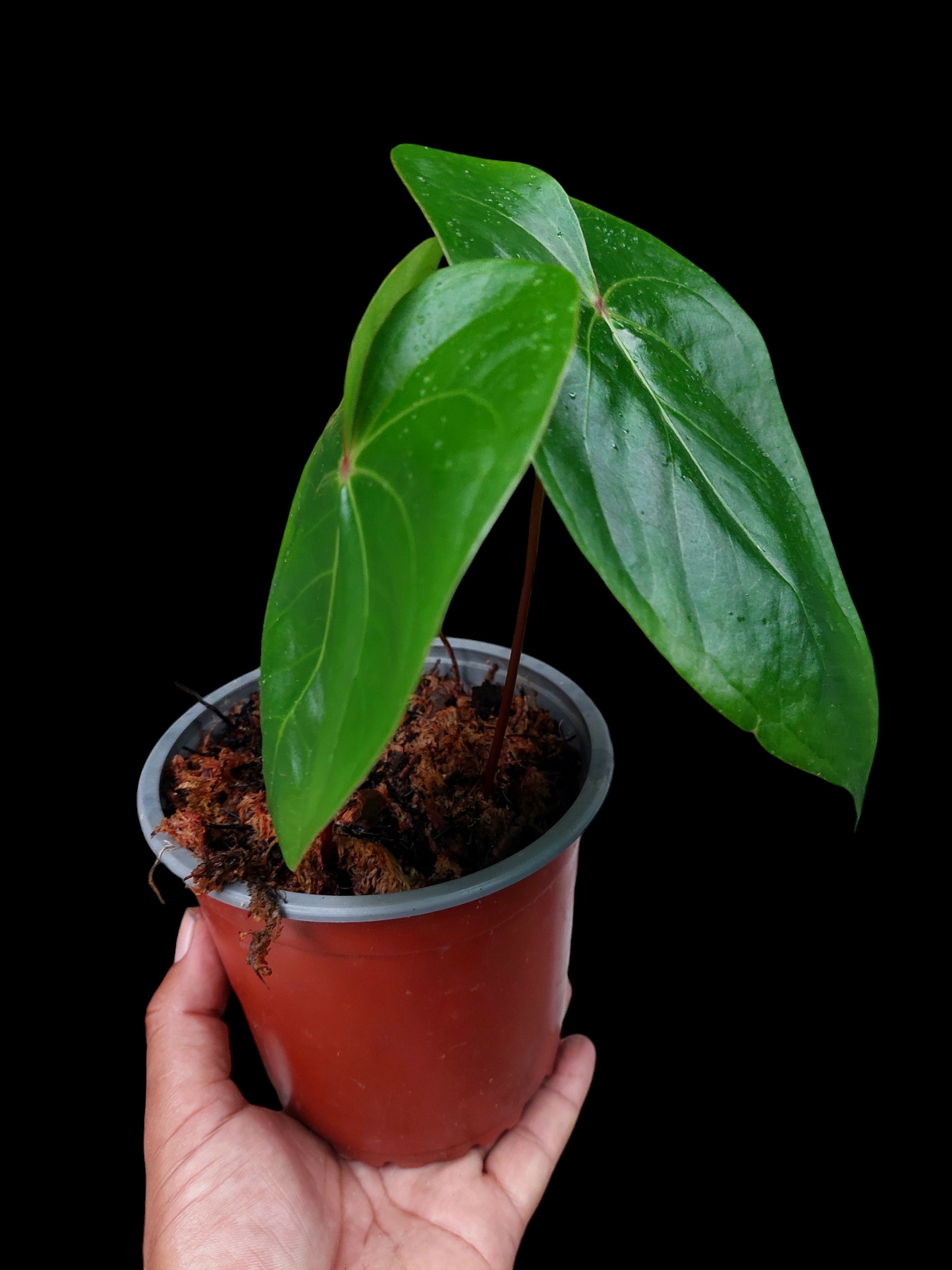 Anthurium sp. 'Amazon Red Petiole' Medium Size 2 Leaves (EXACT PLANT)