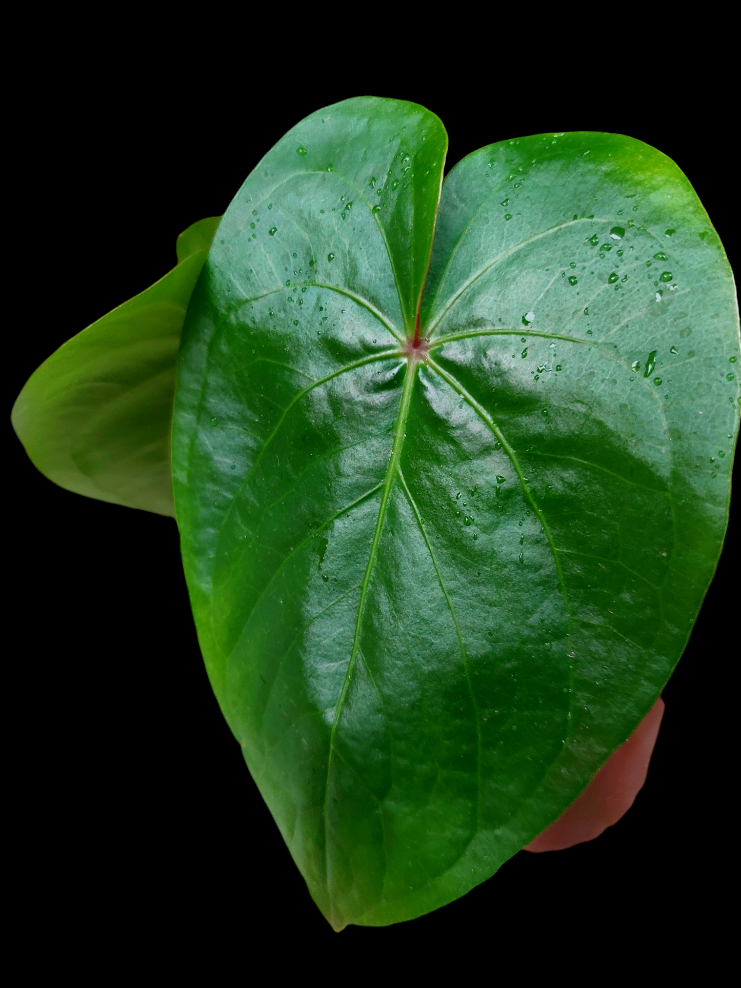 Anthurium sp. 'Amazon Red Petiole' Medium Size 2 Leaves (EXACT PLANT)