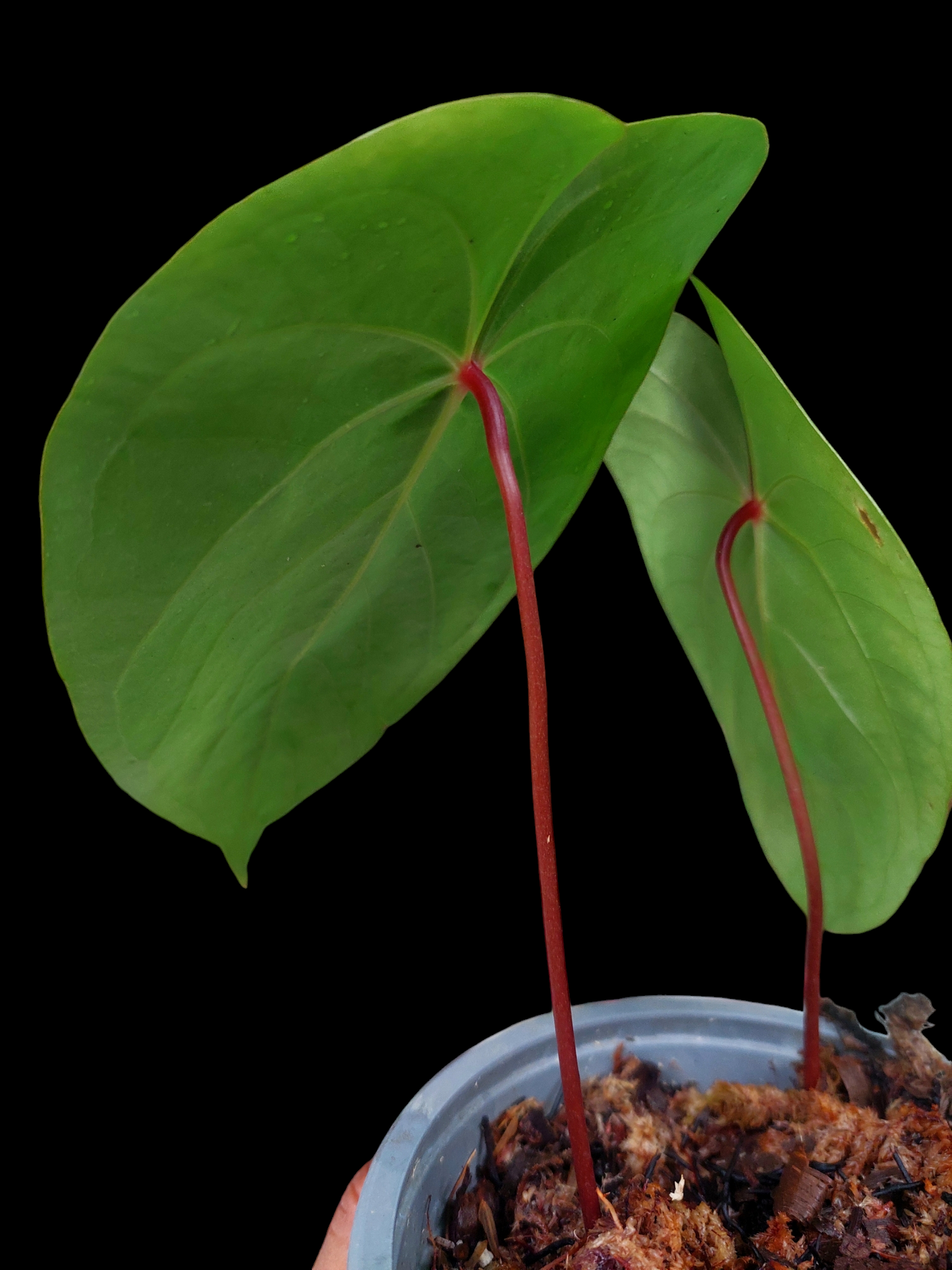 Anthurium sp. 'Amazon Red Petiole' Medium Size 2 Leaves (EXACT PLANT)