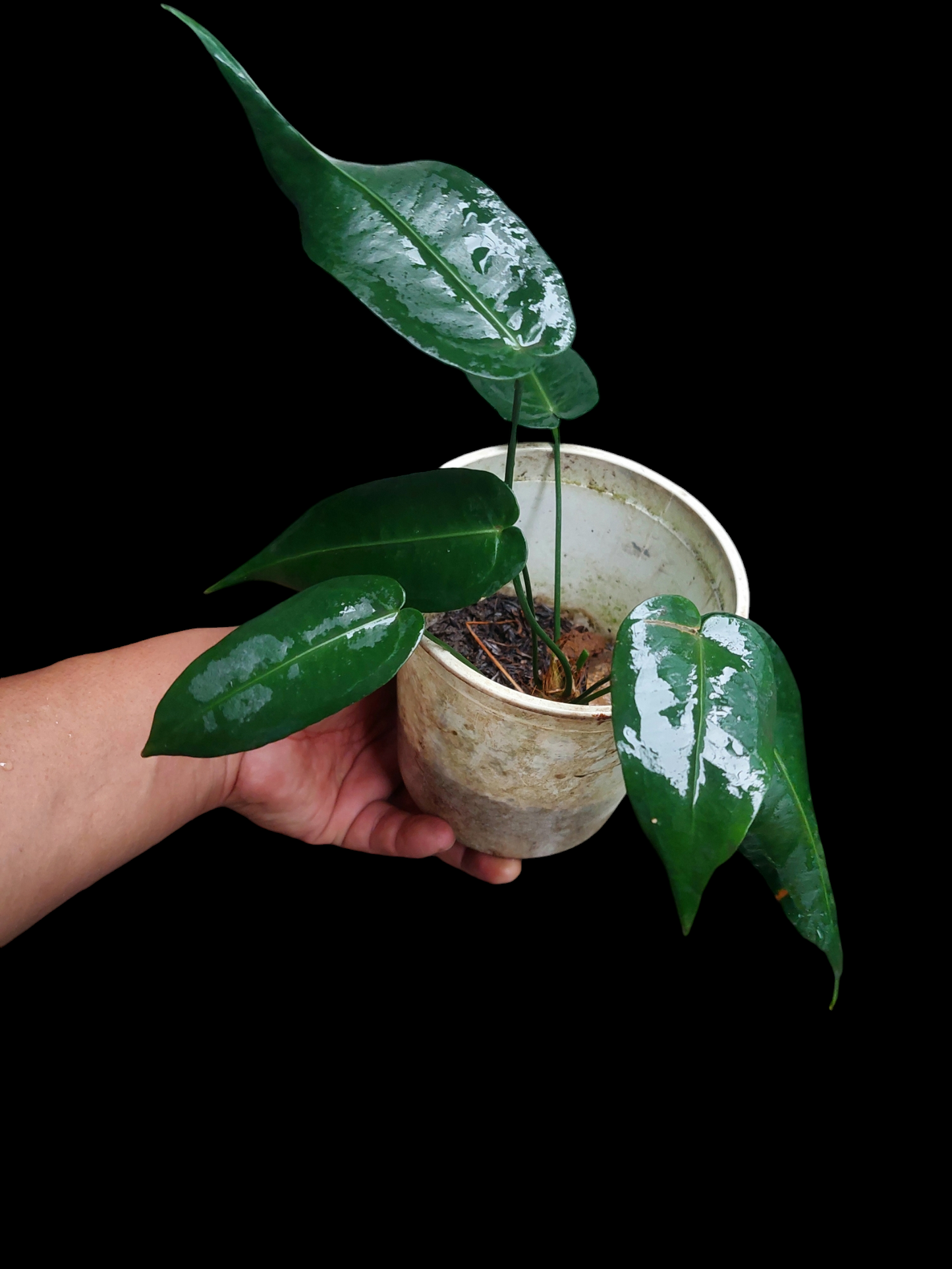 Anthurium Timplowmani Wild Ecotype with 6 Leaves (EXACT PLANT)