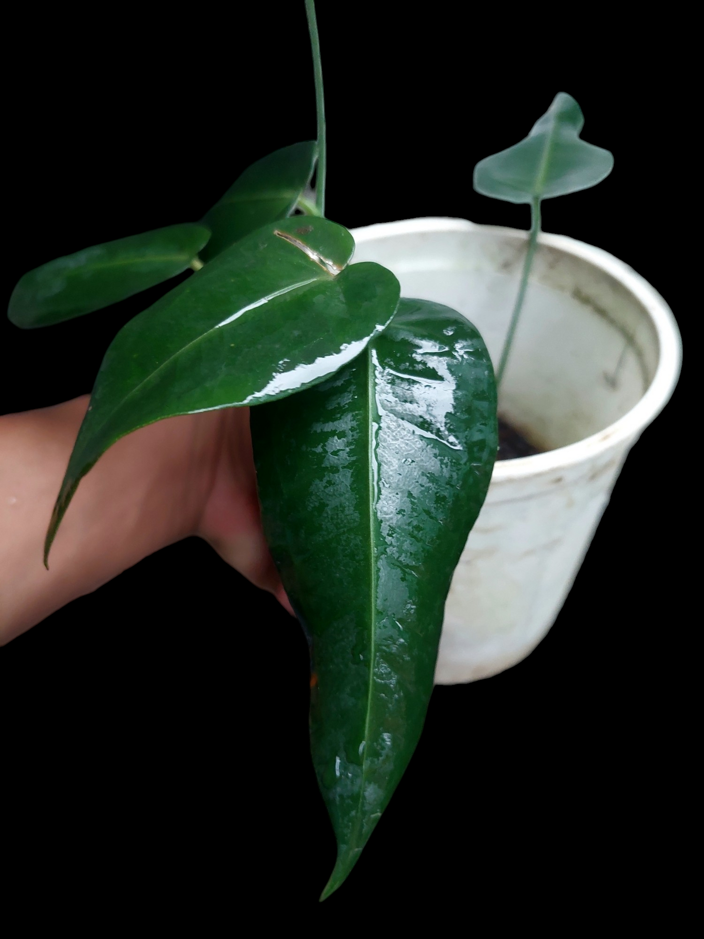 Anthurium Timplowmani Wild Ecotype with 6 Leaves (EXACT PLANT)