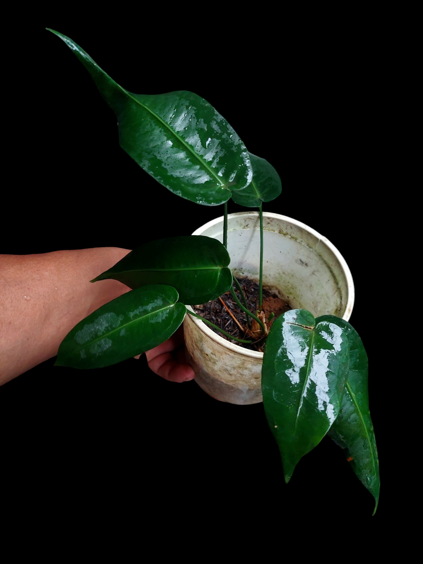 Anthurium Timplowmani Wild Ecotype with 6 Leaves (EXACT PLANT)