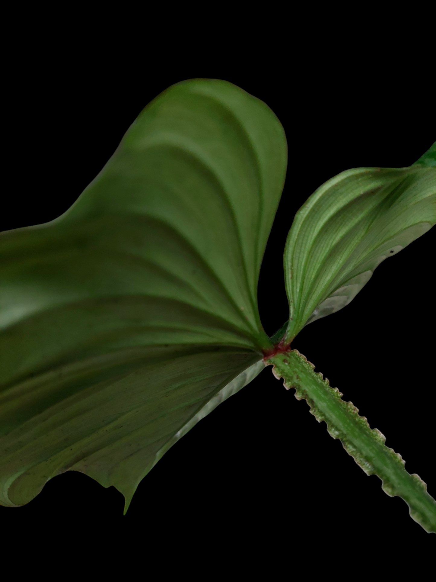 Philodendron Plowmanii Black Face Wild Ecotype (EXACT PLANT)