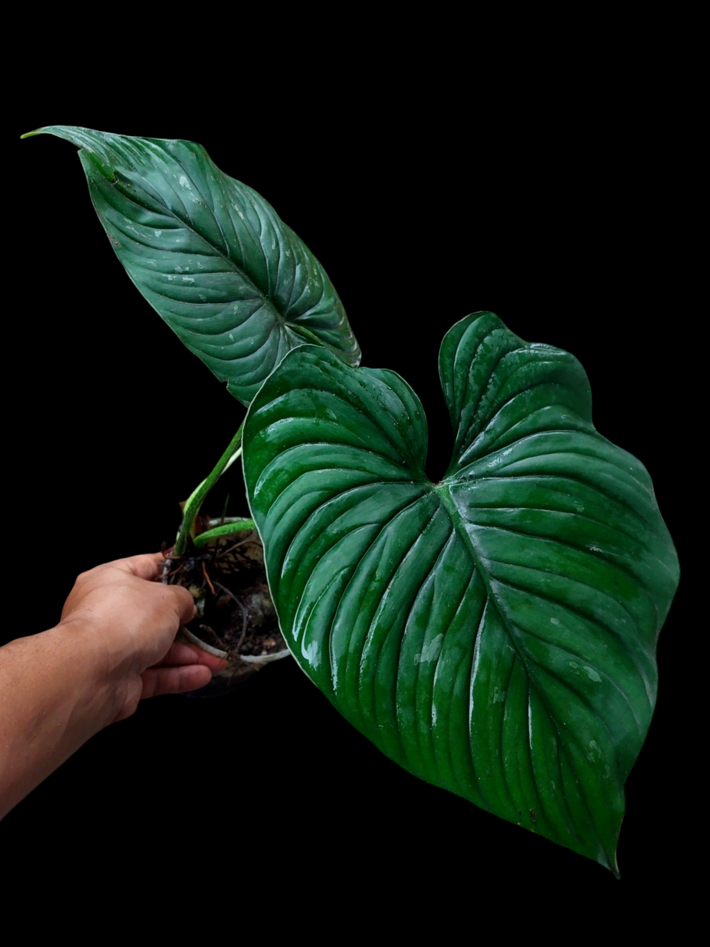 Philodendron Plowmanii Black Face Wild Ecotype (EXACT PLANT)