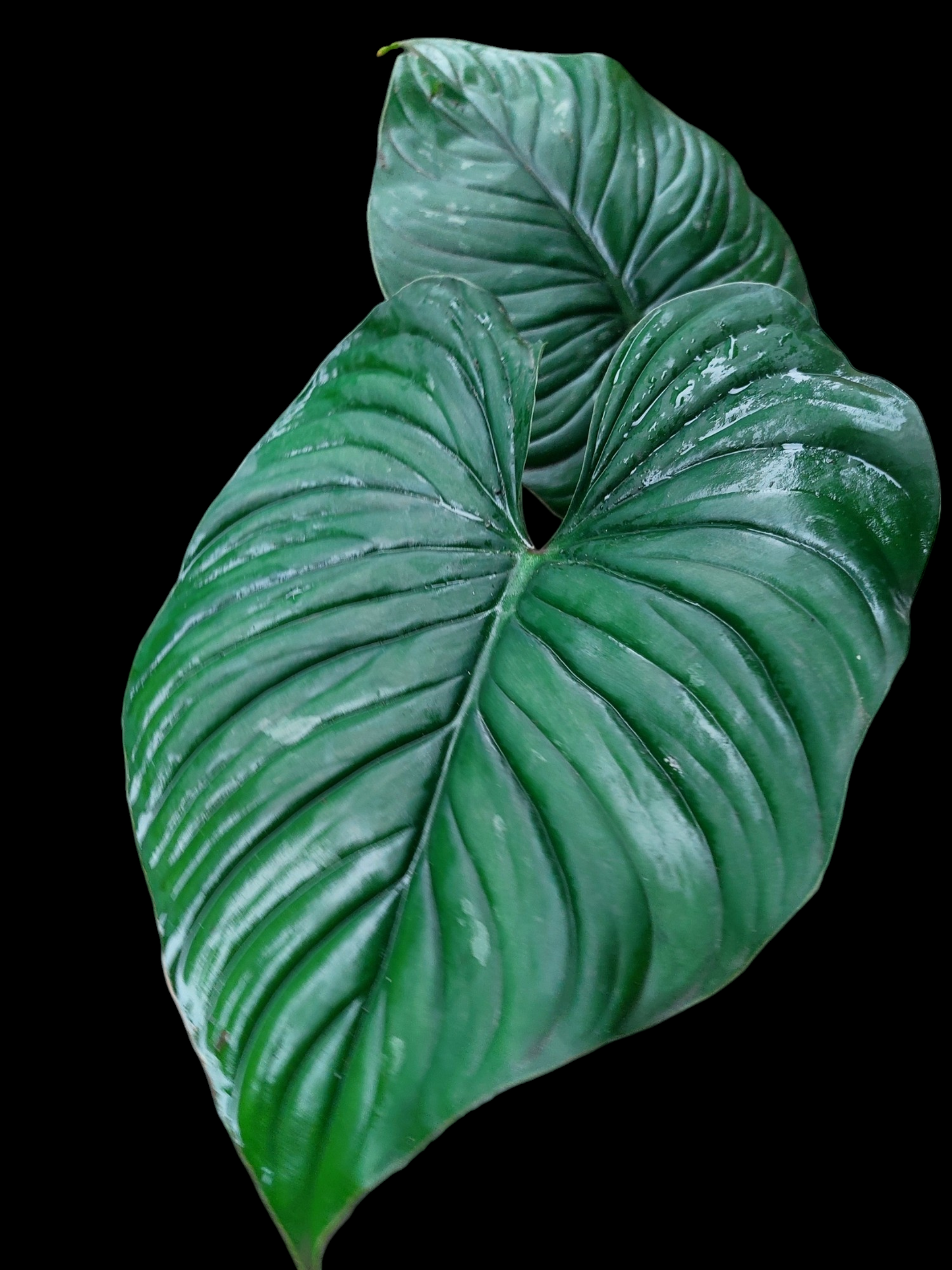 Philodendron Plowmanii Black Face Wild Ecotype (EXACT PLANT)