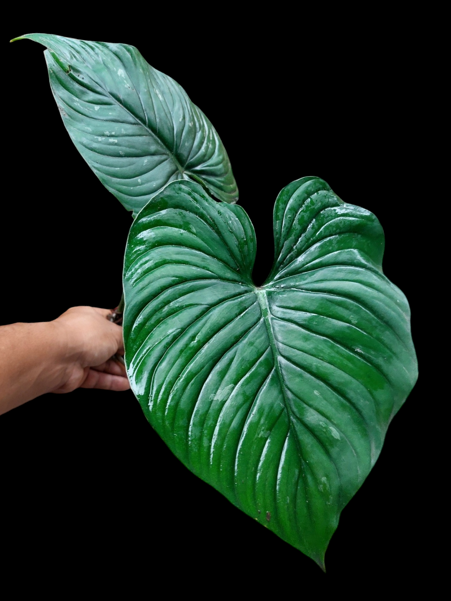 Philodendron Plowmanii Black Face Wild Ecotype (EXACT PLANT)