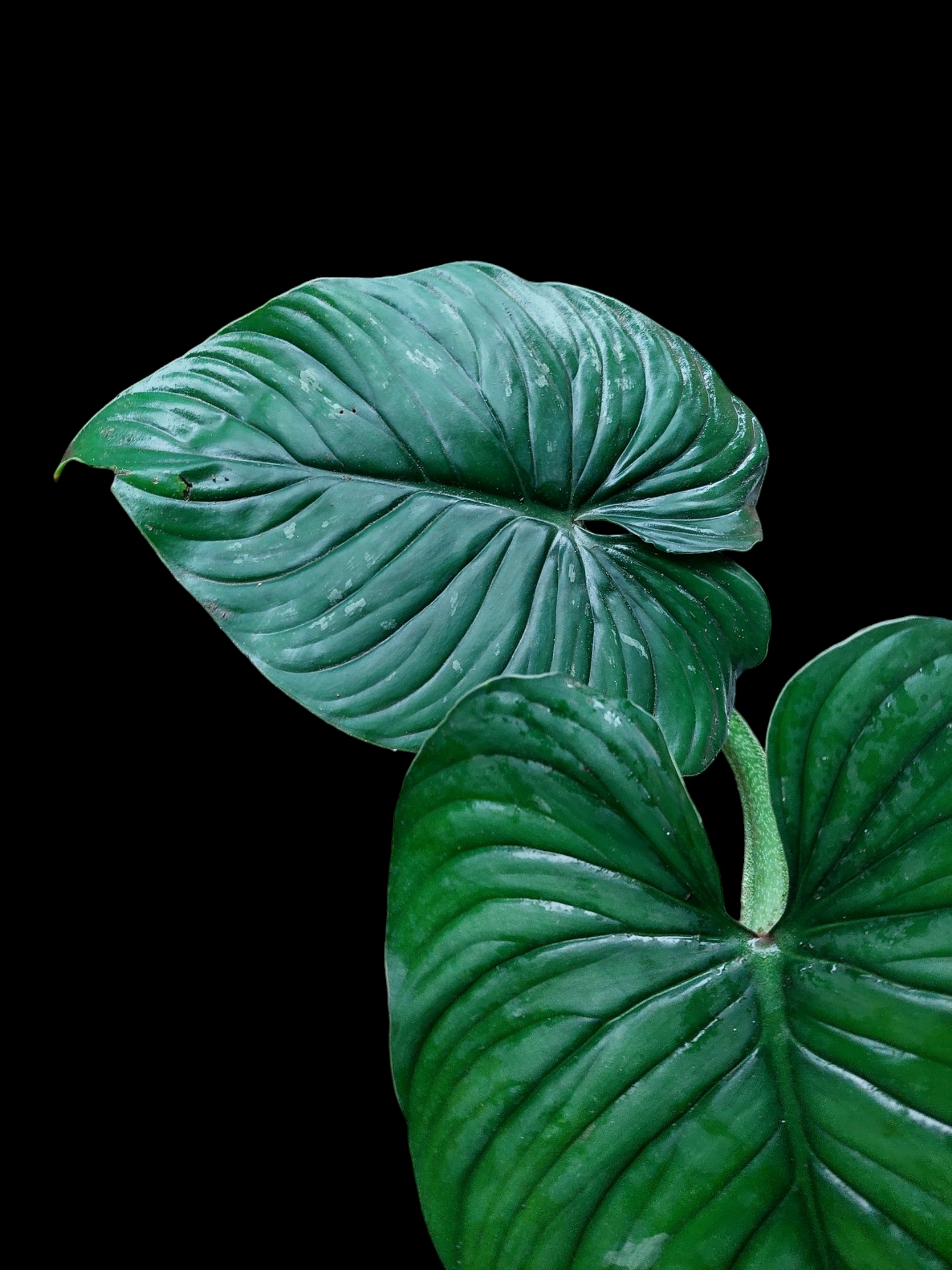 Philodendron Plowmanii Black Face Wild Ecotype (EXACT PLANT)