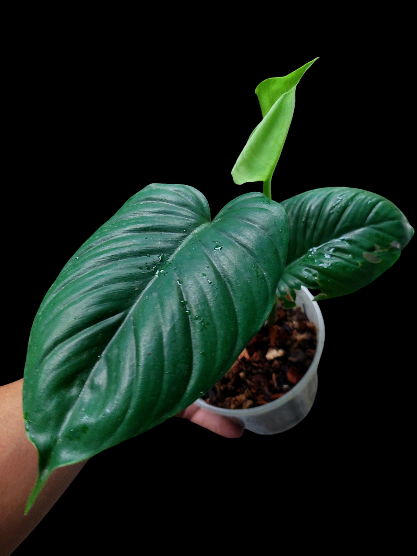 Philodendron sp. 'San Martin' Peru Wild Ecotype 3 Leaves (EXACT PLANT)