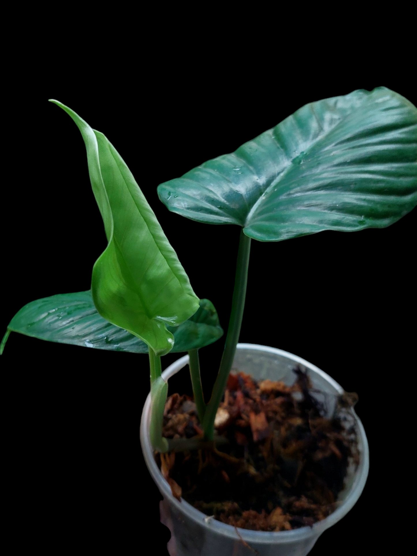 Philodendron sp. 'San Martin' Peru Wild Ecotype 3 Leaves (EXACT PLANT)