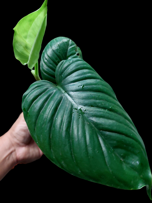 Philodendron sp. 'San Martin' Peru Wild Ecotype 3 Leaves (EXACT PLANT)