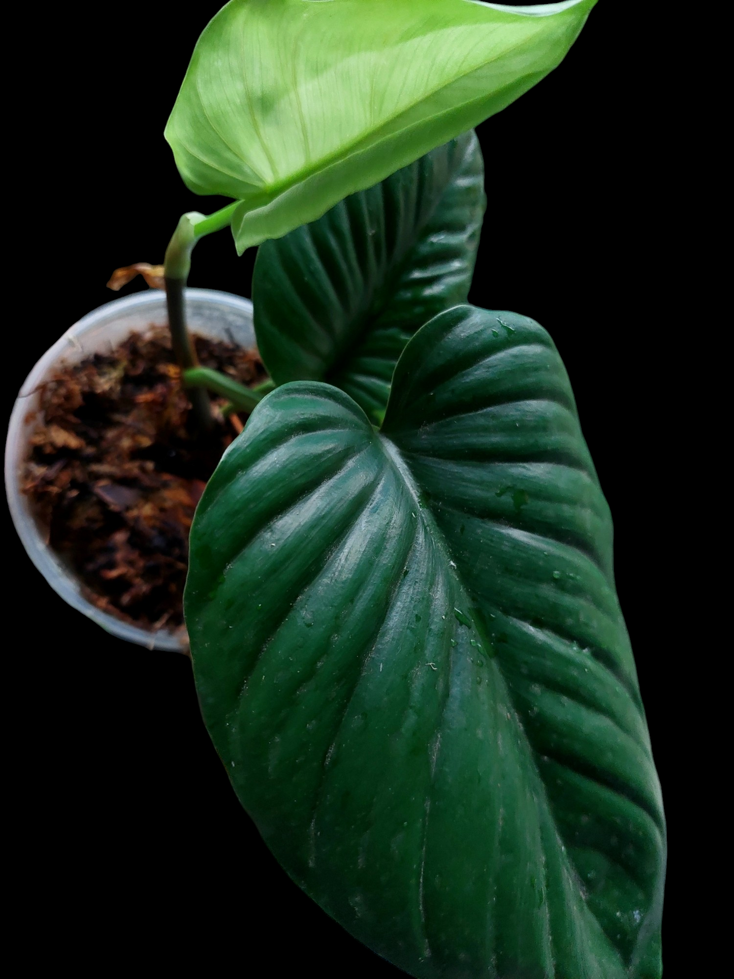 Philodendron sp. 'San Martin' Peru Wild Ecotype 3 Leaves (EXACT PLANT)