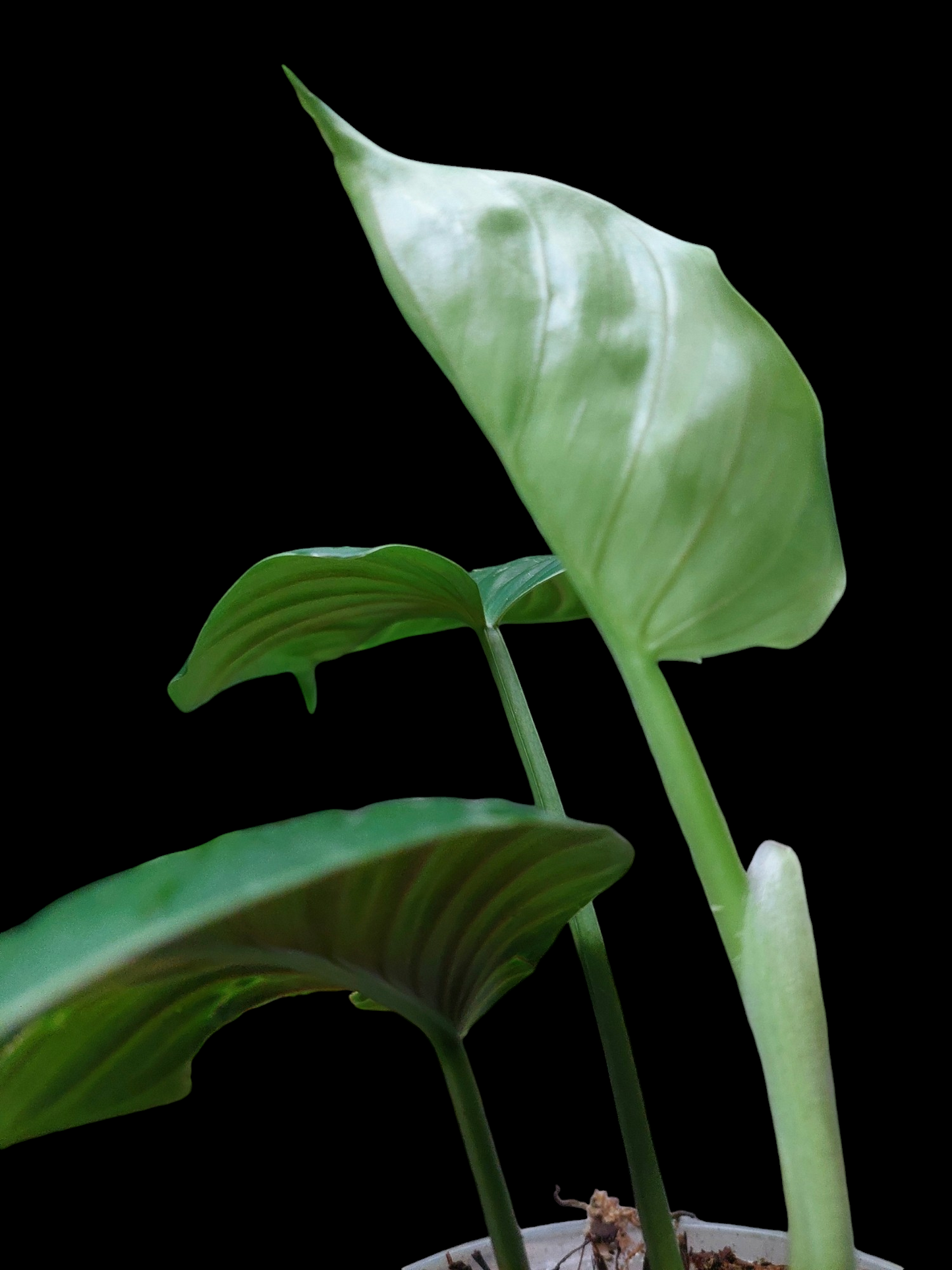 Philodendron sp. 'San Martin' Peru Wild Ecotype 3 Leaves (EXACT PLANT)