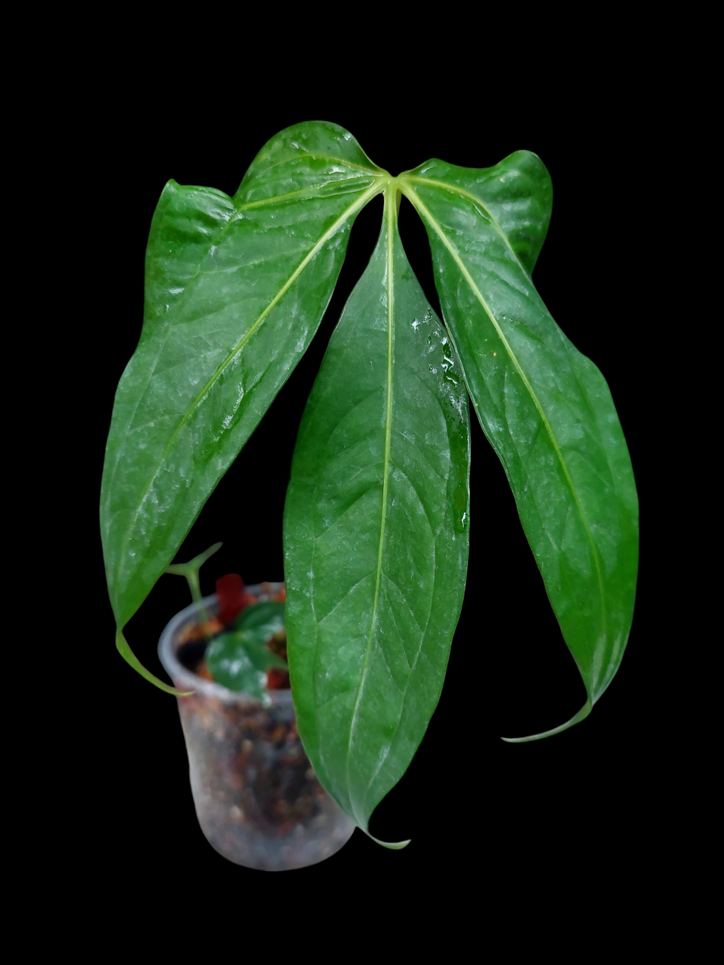 Anthurium Clavigerum Peru Form (EXACT PLANT)