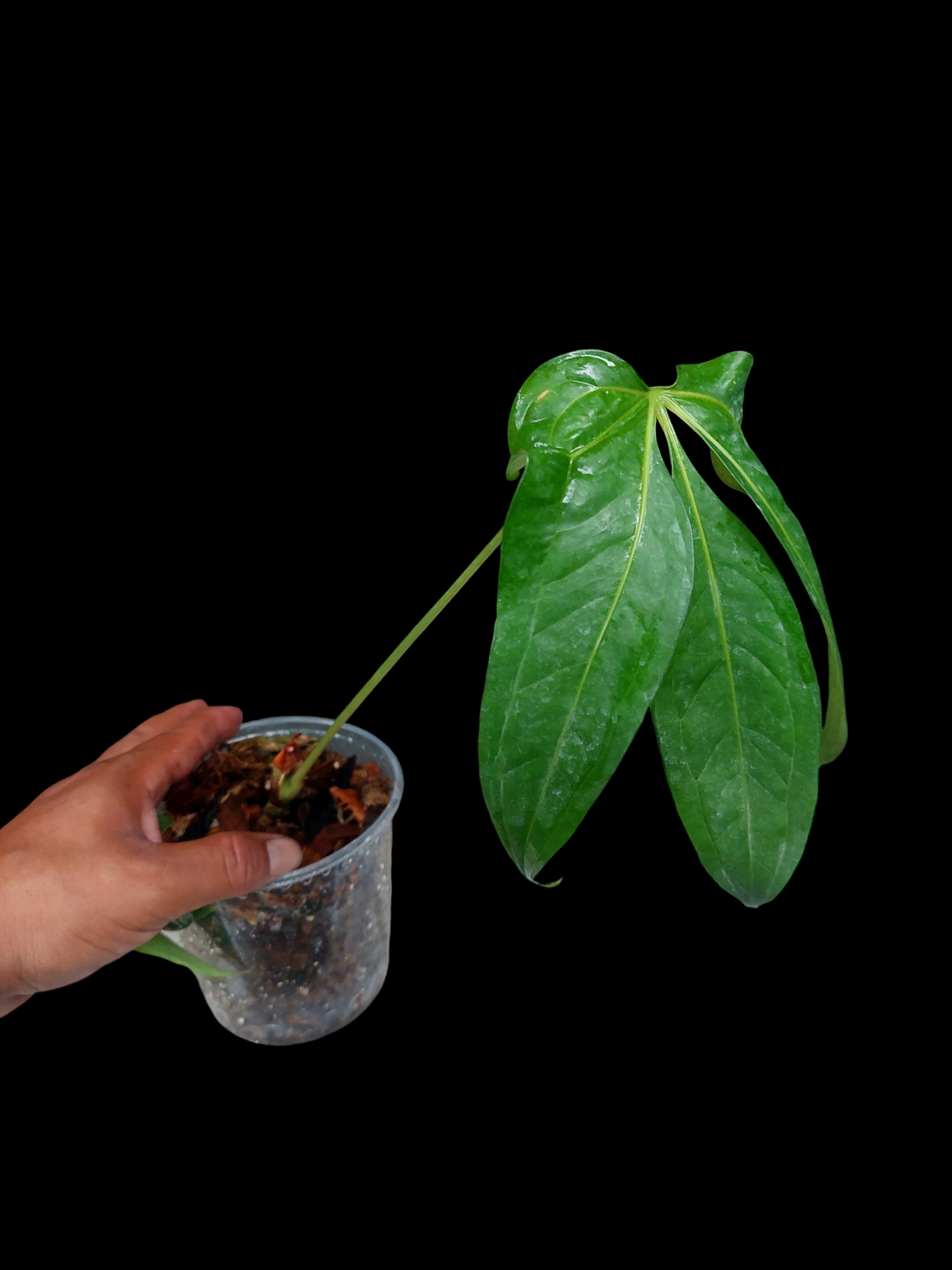 Anthurium Clavigerum Peru Form (EXACT PLANT)