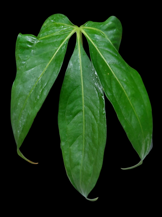 Anthurium Clavigerum Peru Form (EXACT PLANT)