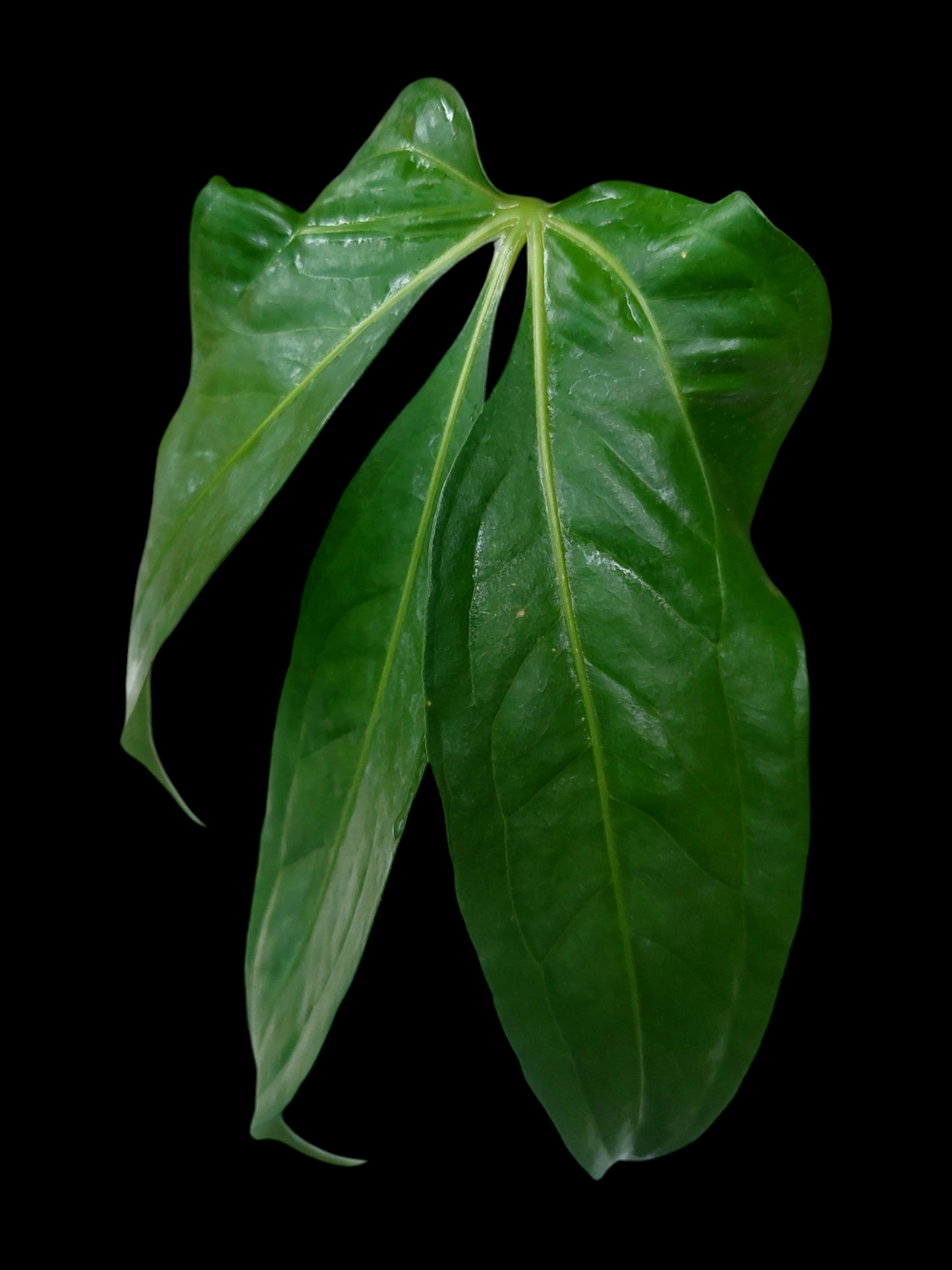 Anthurium Clavigerum Peru Form (EXACT PLANT)