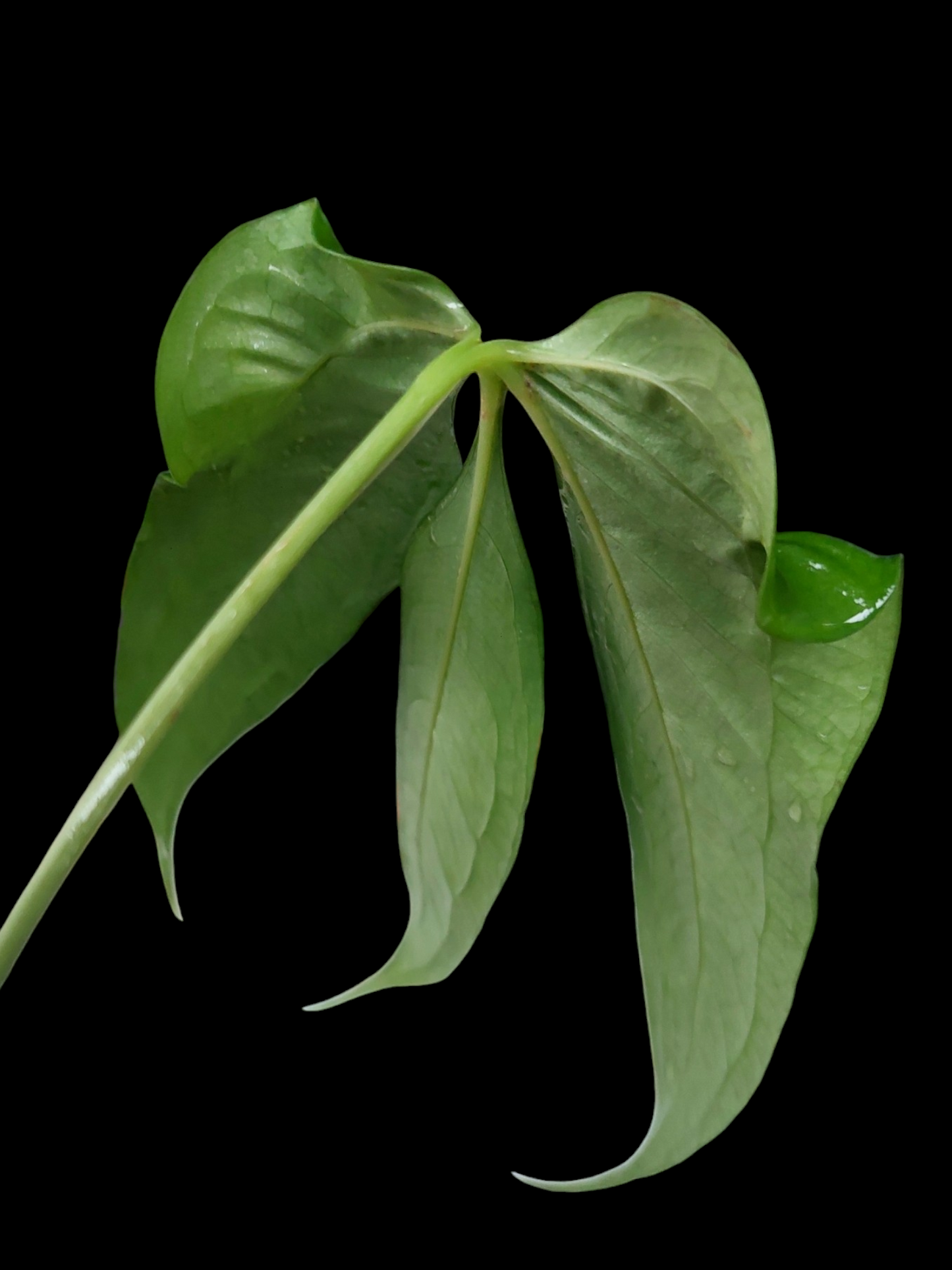 Anthurium Clavigerum Peru Form (EXACT PLANT)