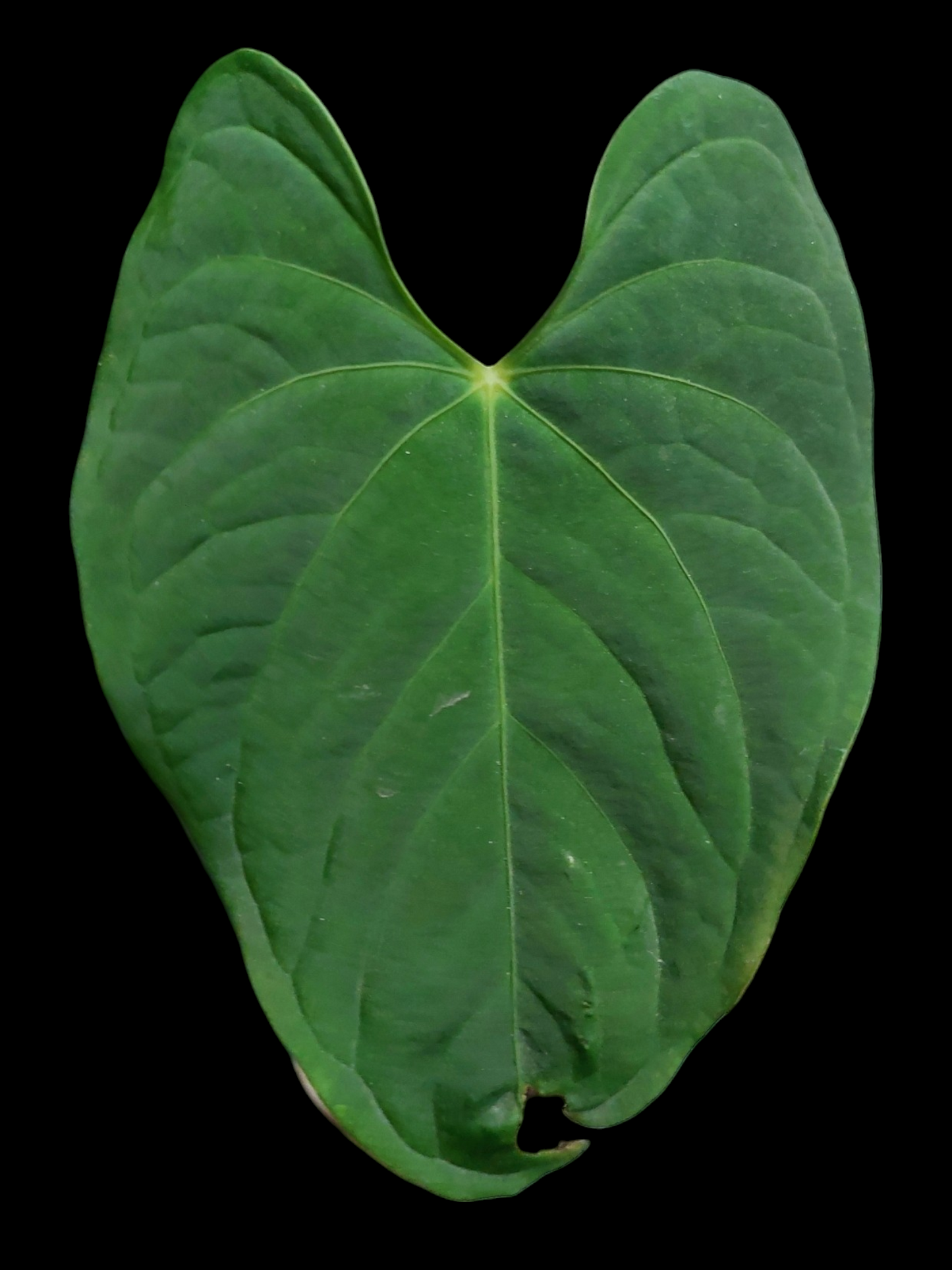 Anthurium sp. "Tarapoto Velvet" Wild Ecotype 2 Leaf (EXACT PLANT)