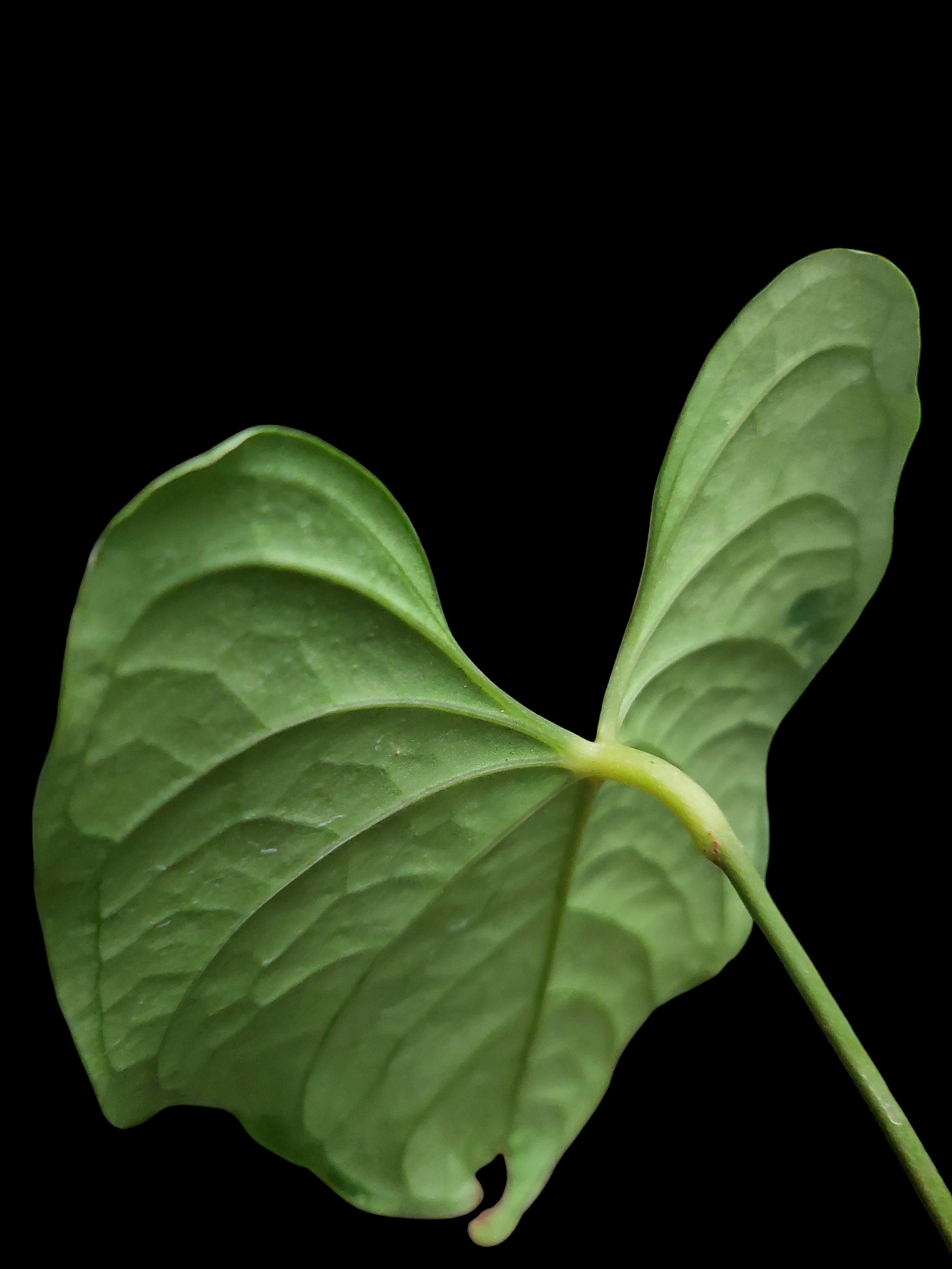 Anthurium sp. "Tarapoto Velvet" Wild Ecotype 2 Leaf (EXACT PLANT)