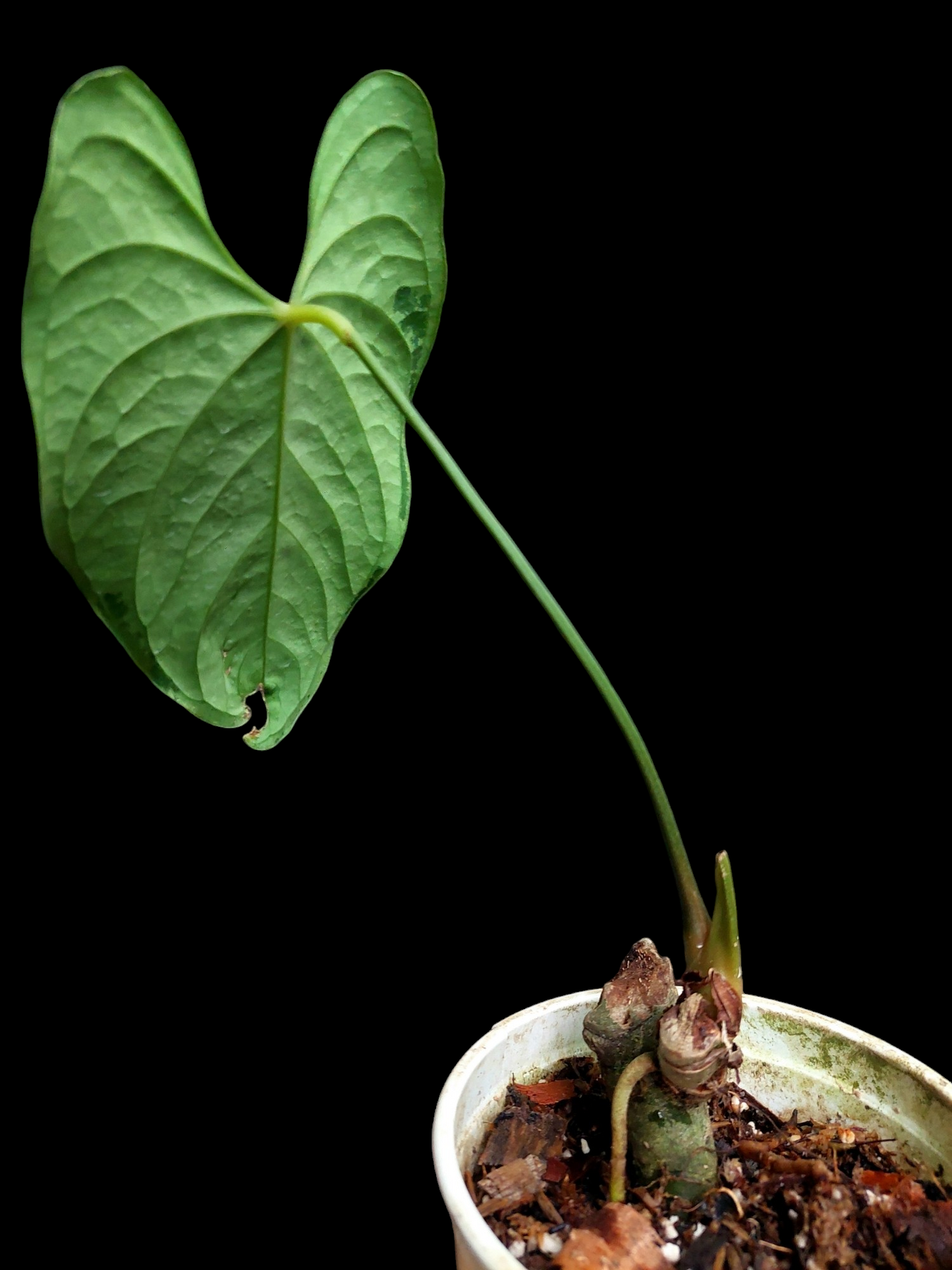 Anthurium sp. "Tarapoto Velvet" Wild Ecotype 2 Leaf (EXACT PLANT)