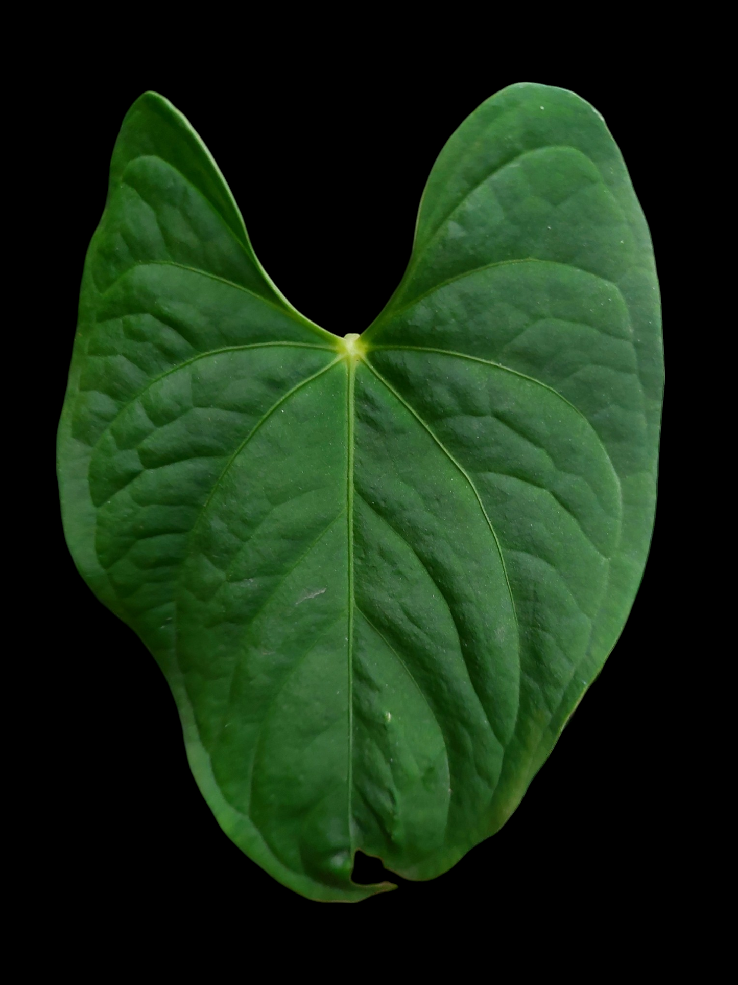 Anthurium sp. "Tarapoto Velvet" Wild Ecotype 2 Leaf (EXACT PLANT)