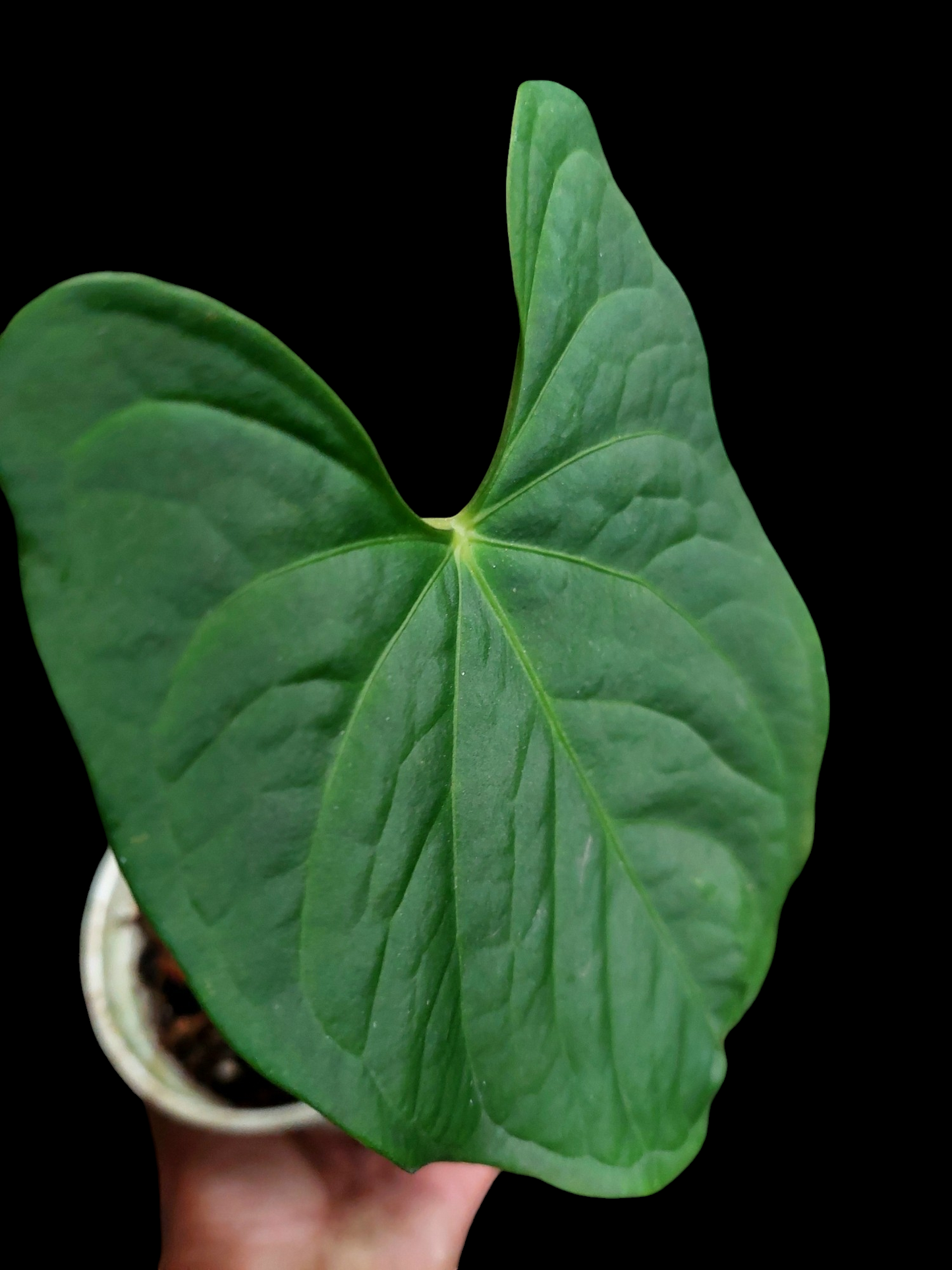 Anthurium sp. "Tarapoto Velvet" Wild Ecotype 2 Leaf (EXACT PLANT)