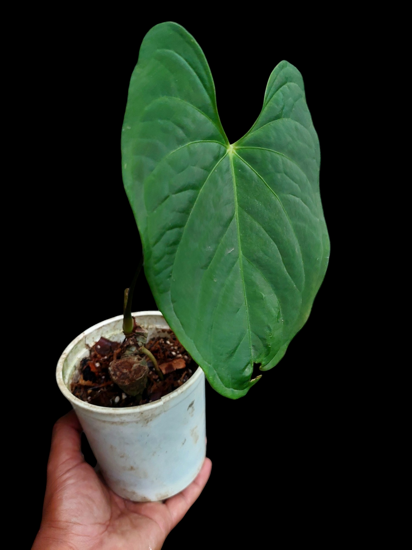 Anthurium sp. "Tarapoto Velvet" Wild Ecotype 2 Leaf (EXACT PLANT)