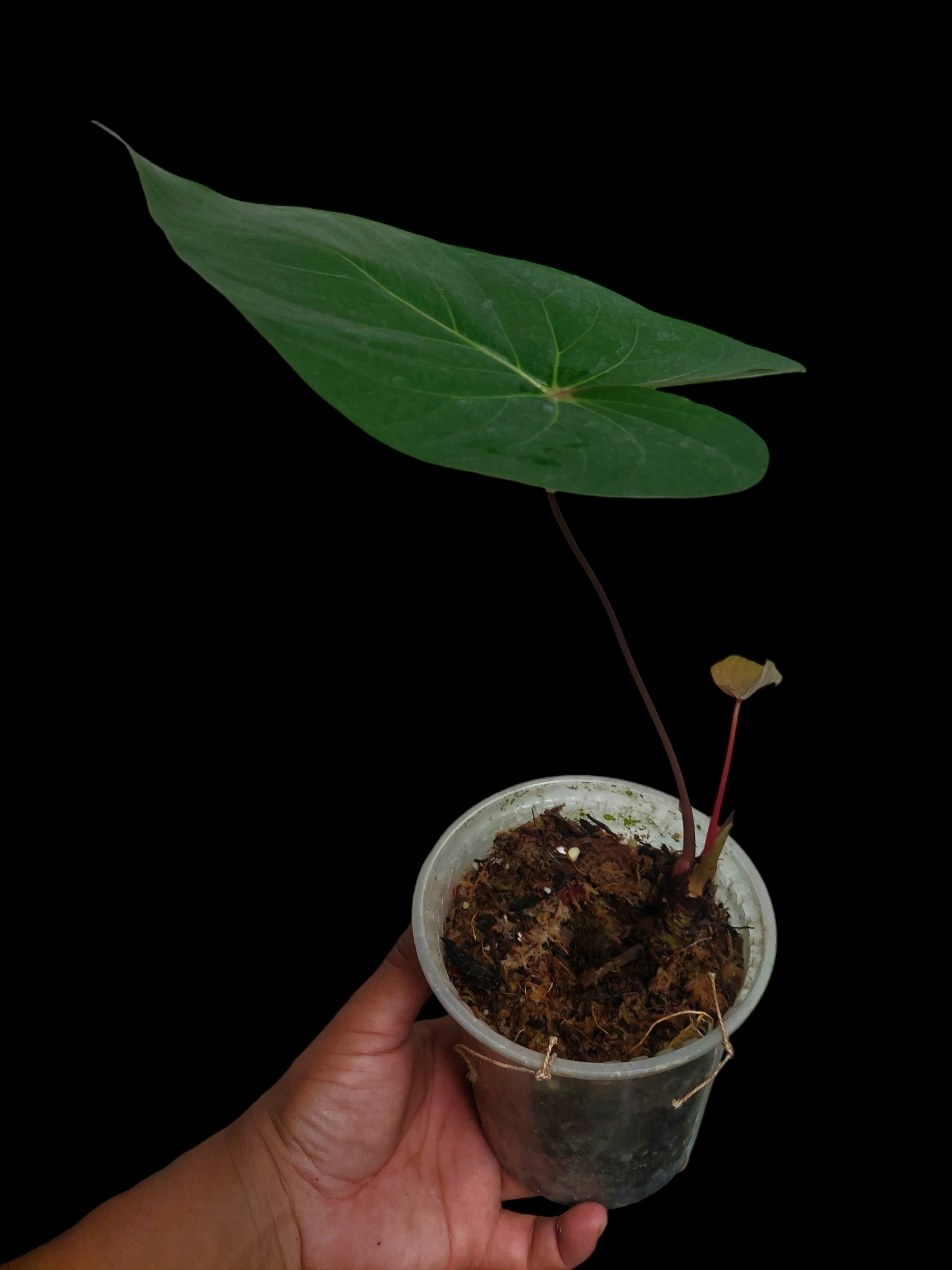 Anthurium sp. 'Amazon Red Petiole' 2 Leaves Medium Size  (EXACT PLANT)