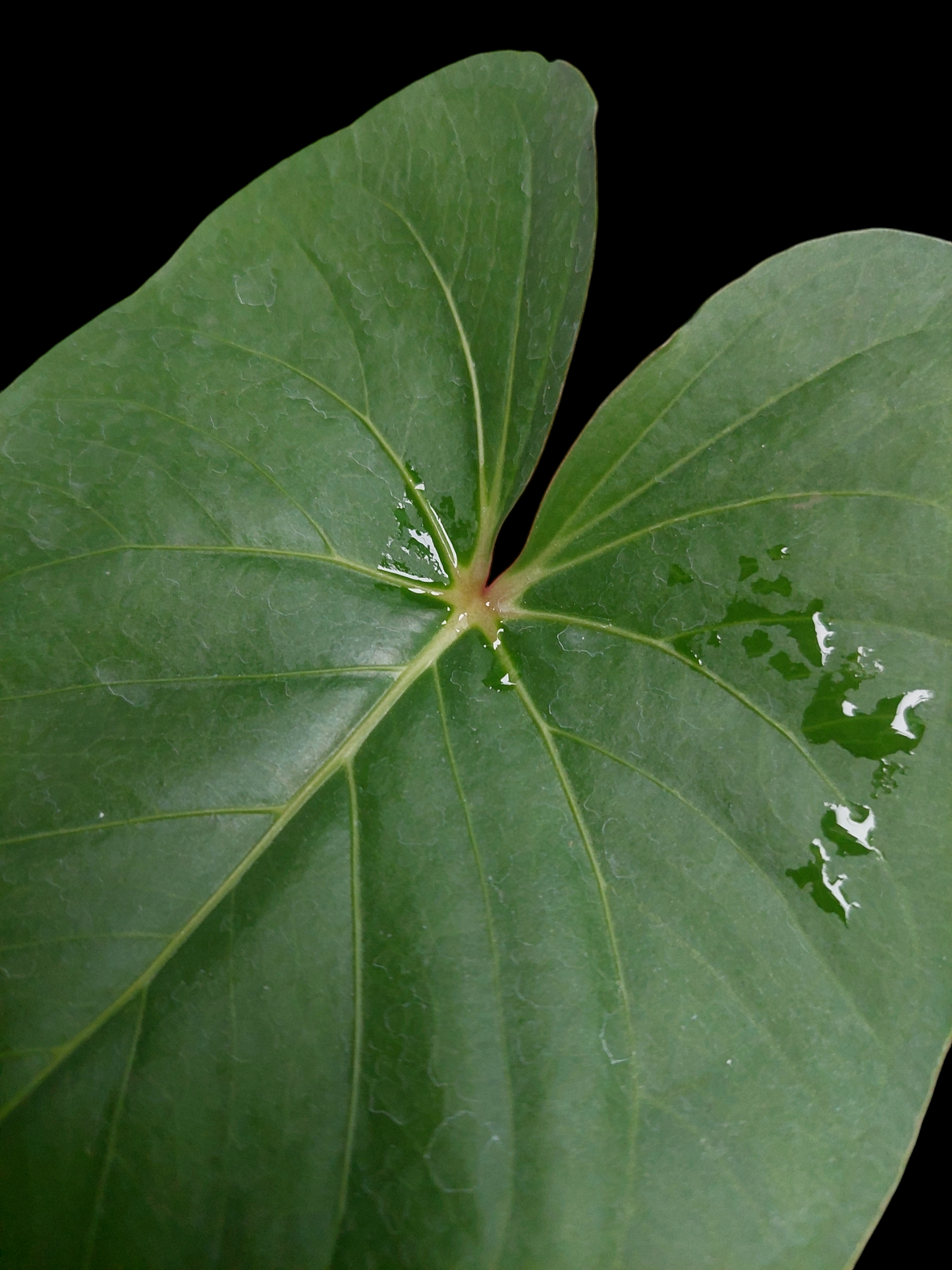 Anthurium sp. 'Amazon Red Petiole' 2 Leaves Medium Size  (EXACT PLANT)