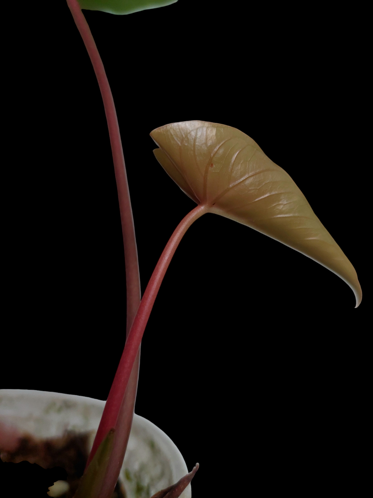 Anthurium sp. 'Amazon Red Petiole' 2 Leaves Medium Size  (EXACT PLANT)