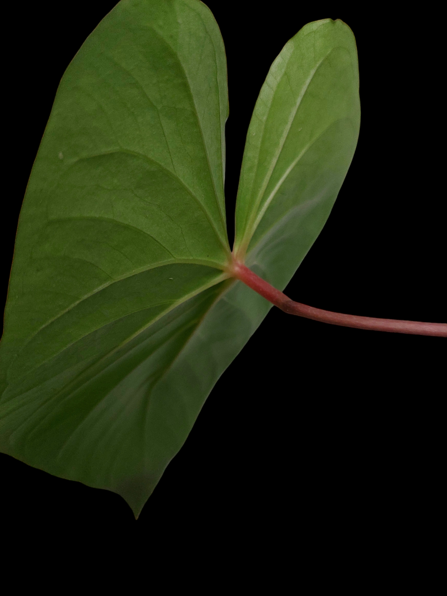 Anthurium sp. 'Amazon Red Petiole' 2 Leaves Medium Size  (EXACT PLANT)