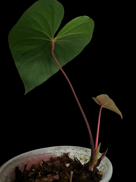 Anthurium sp. 'Amazon Red Petiole' 2 Leaves Medium Size  (EXACT PLANT)