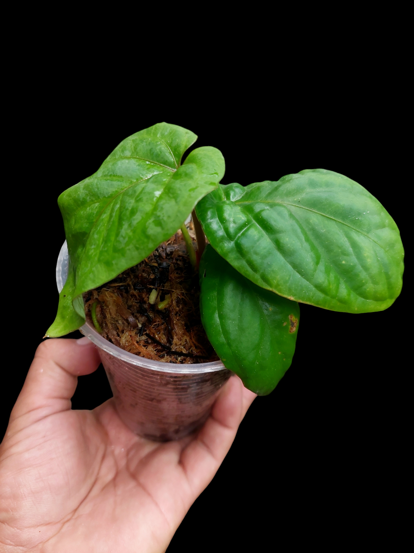 Anthurium Kunayalense Wilde Ecotype Pure Specie 3 Leaves (EXACT PLANT)