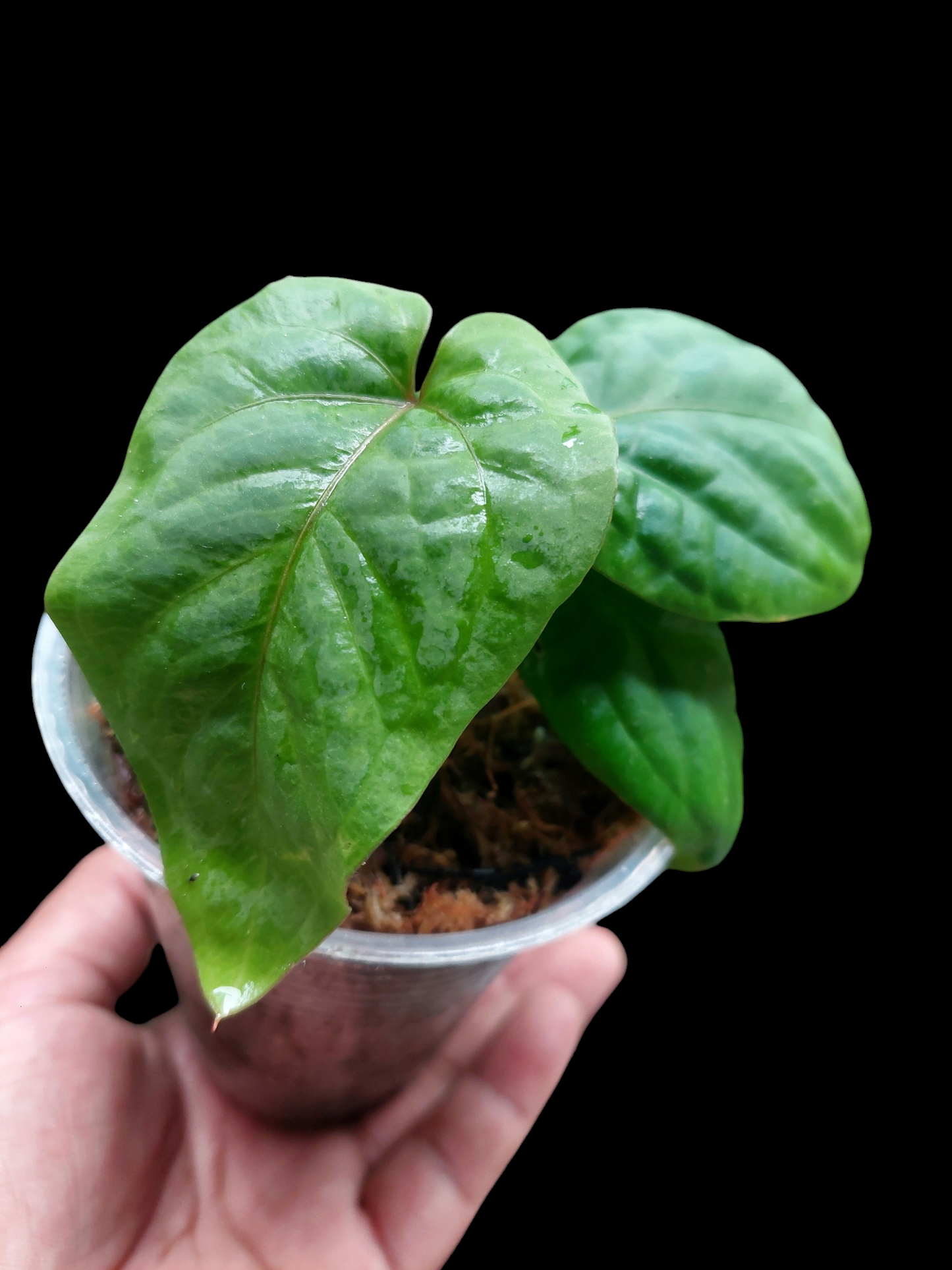 Anthurium Kunayalense Wilde Ecotype Pure Specie 3 Leaves (EXACT PLANT)