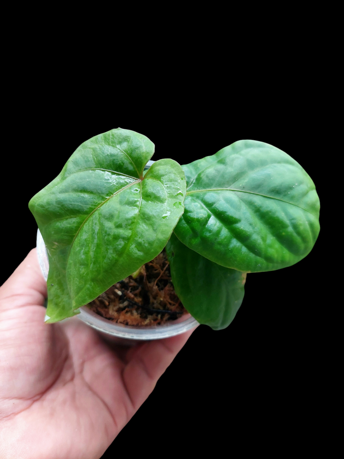 Anthurium Kunayalense Wilde Ecotype Pure Specie 3 Leaves (EXACT PLANT)