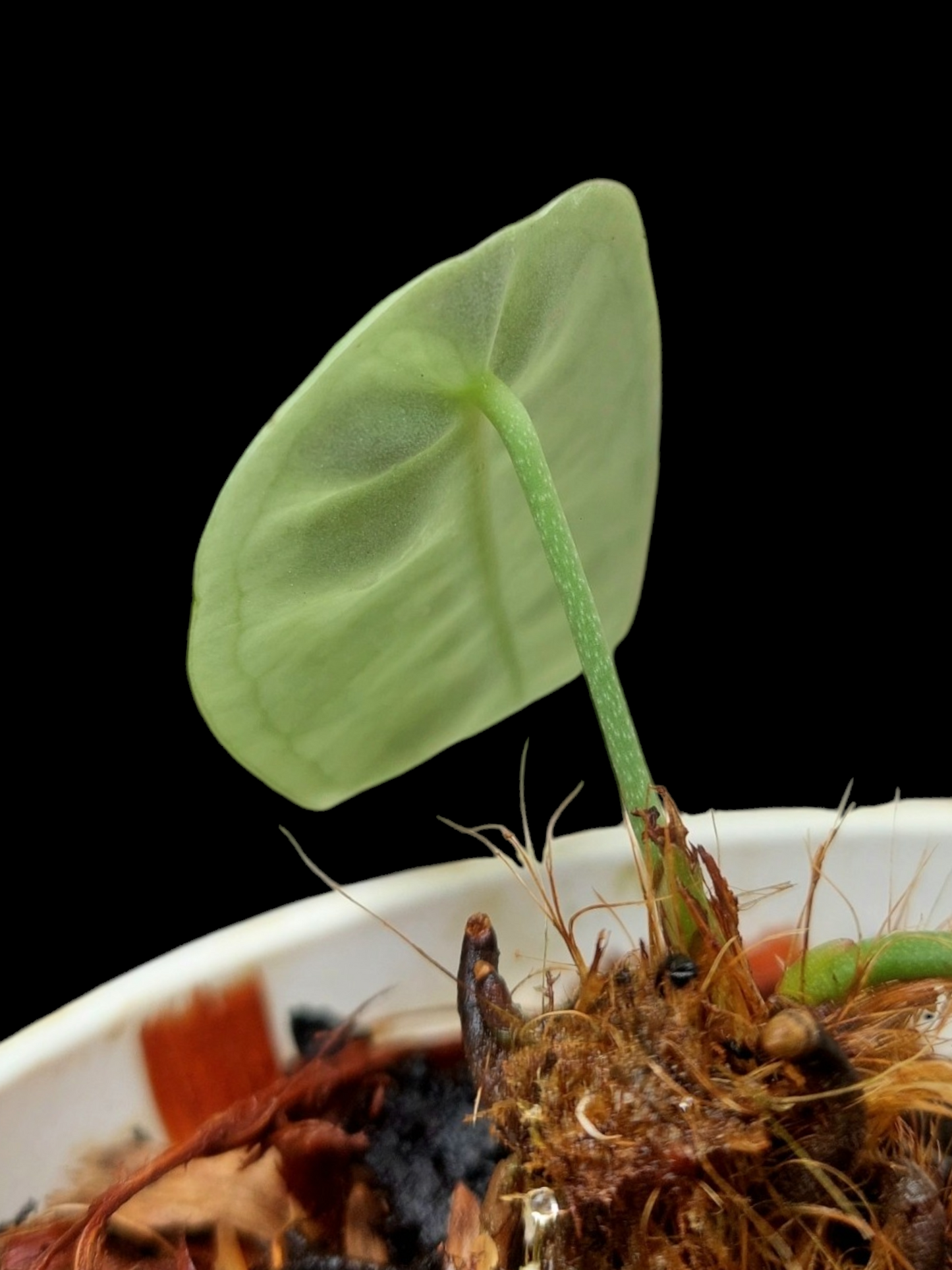 Anthurium sp. "Little Ghost" with 1 Leaf (EXACT PLANT)